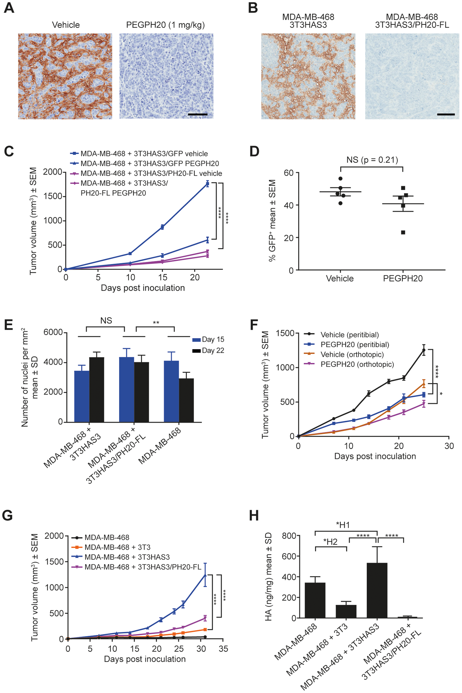 Tumor growth in the breast cancer co-graft model with HA-accumulating stroma was dependent on HA synthesized by the engineered stromal fibroblast cells