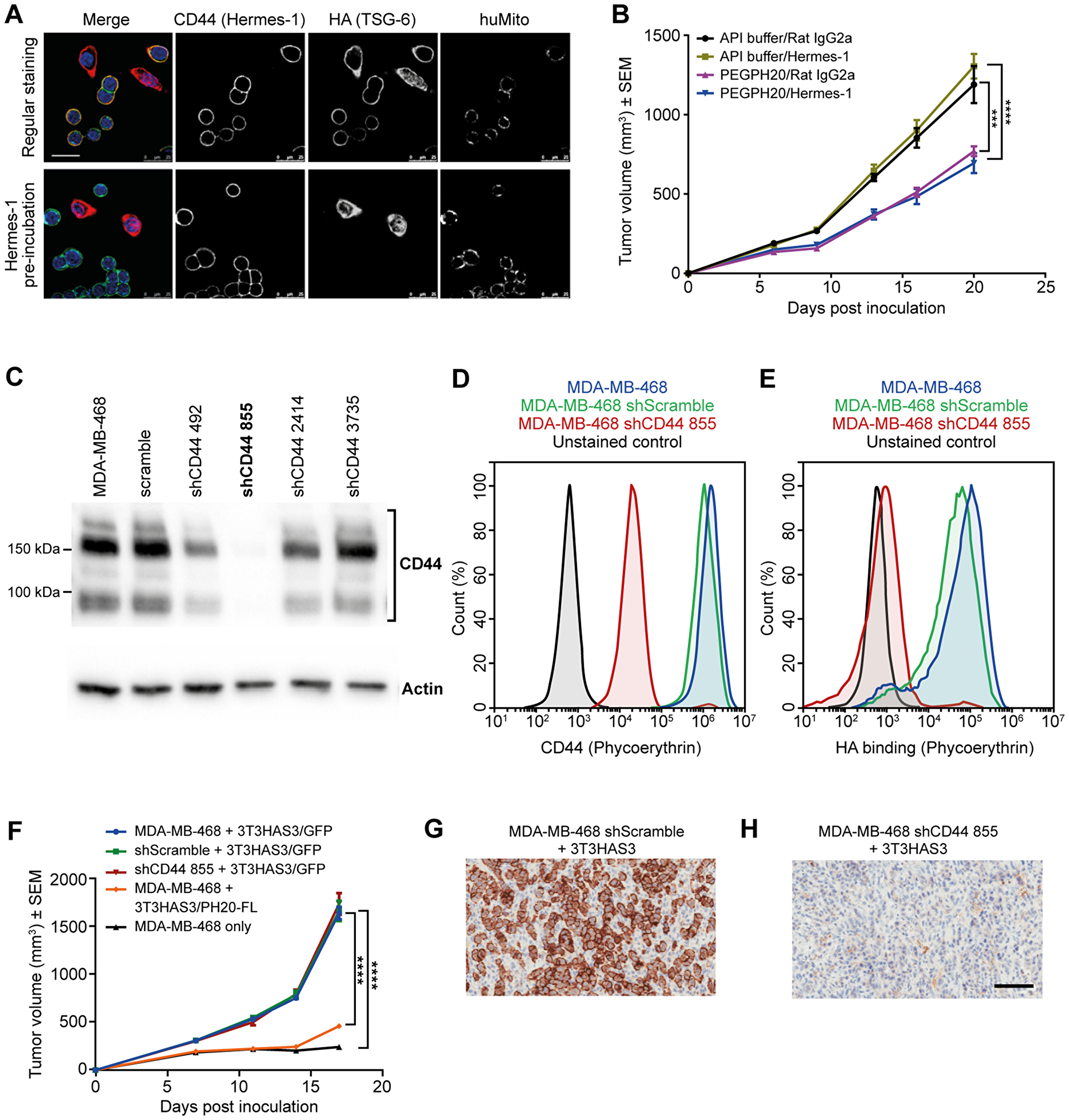 Tumor growth in the breast cancer co-graft model with HA-accumulating stroma was independent of CD44 expression in MDA-MB-468 tumor cells