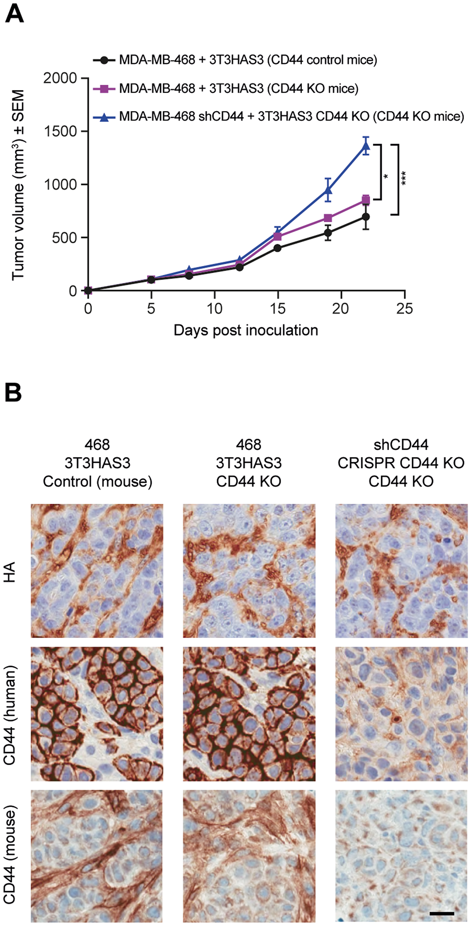 Tumor growth in the breast cancer co-graft model with HA-accumulating stroma was independent of CD44 expression in MDA-MB-468 tumor cells, 3T3HAS3 fibroblast cells, and in the host