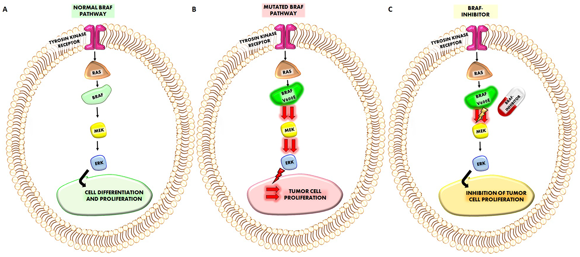 (A) Representation of normal BRAF pathway. The sequence of the cascade RAF-BRAF-MEK-ERK starting from the activation of Thyrosin kinase receptor, regulates normal cell differentiation and proliferation. (B) When BRAFV600E mutation occurs it will increase the activation of MEK and ERK which induce a more higher cancer cell proliferation. (C) The treatment which a given BRAF-inhibitor will reduce the increased activation of MEK (and consequently of ERK) by BRAFV600E mutation reducing also tumor cell proliferation.