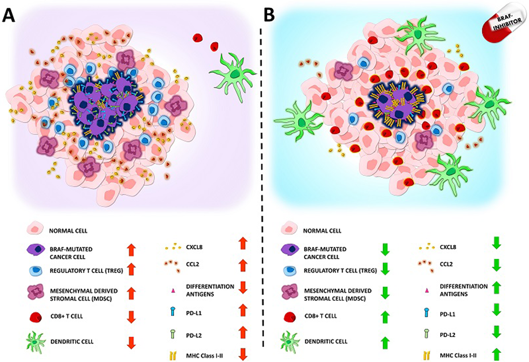 Panel (A) Representation of the immunosuppressive microenvironment showed in BRAF mutated cancer. The presence of BRAF V600E mutation favors cancer growth and inhibits the patients immunological response. In detail: a) regulatory T cells (Tregs) infiltration is increased b) Mesenchymal derived stromal cells (MDSC) infiltration is increased c) CD8+ T lymphocytes infiltration is reduced d) Dendritic cells infiltration and function is reduced e) Protumorigenic chemokines CCL2 and CXCL8 secretion is increased f) differentiation agents surface expression is reduced g) PDL1 PDL2 surface expression is increased h) MHC Class I-II surface expression is reduced. Panel (B): BRAF mutated cancer immunosuppressive microenvironment can be reverted by treatment with BRAF-inhibitors. In detail: a) regulatory T cells (Tregs) infiltration is reduced b) Mesenchymal derived stromal cells (MDSC) infiltration is reduced c) CD8+ T lymphocytes infiltration is increased d) Dendritic cells infiltration and function is increased e) Protumorigenic chemokines CCL2 and CXCL8 secretion is reduced f) Differentiation agents surface expression is increased g) PDL1 PDL2 surface expression in reduced h) MHC Class I-II surface expression is increased.