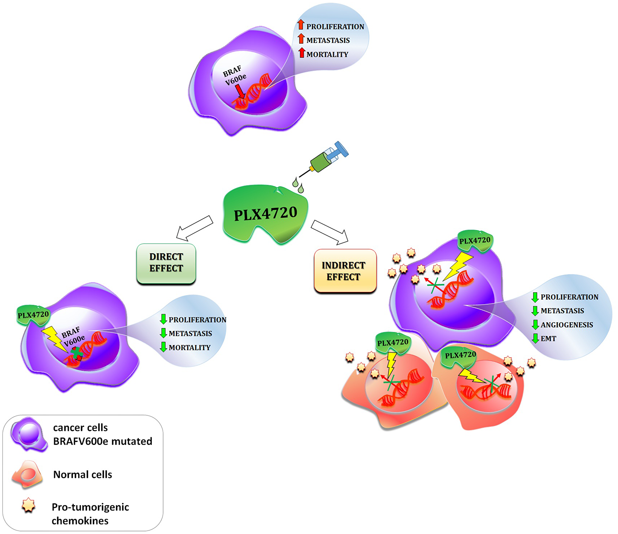 Schematic description of the direct and indirect effects of a given BRAF-inhibitor (PLX4720) in cancer