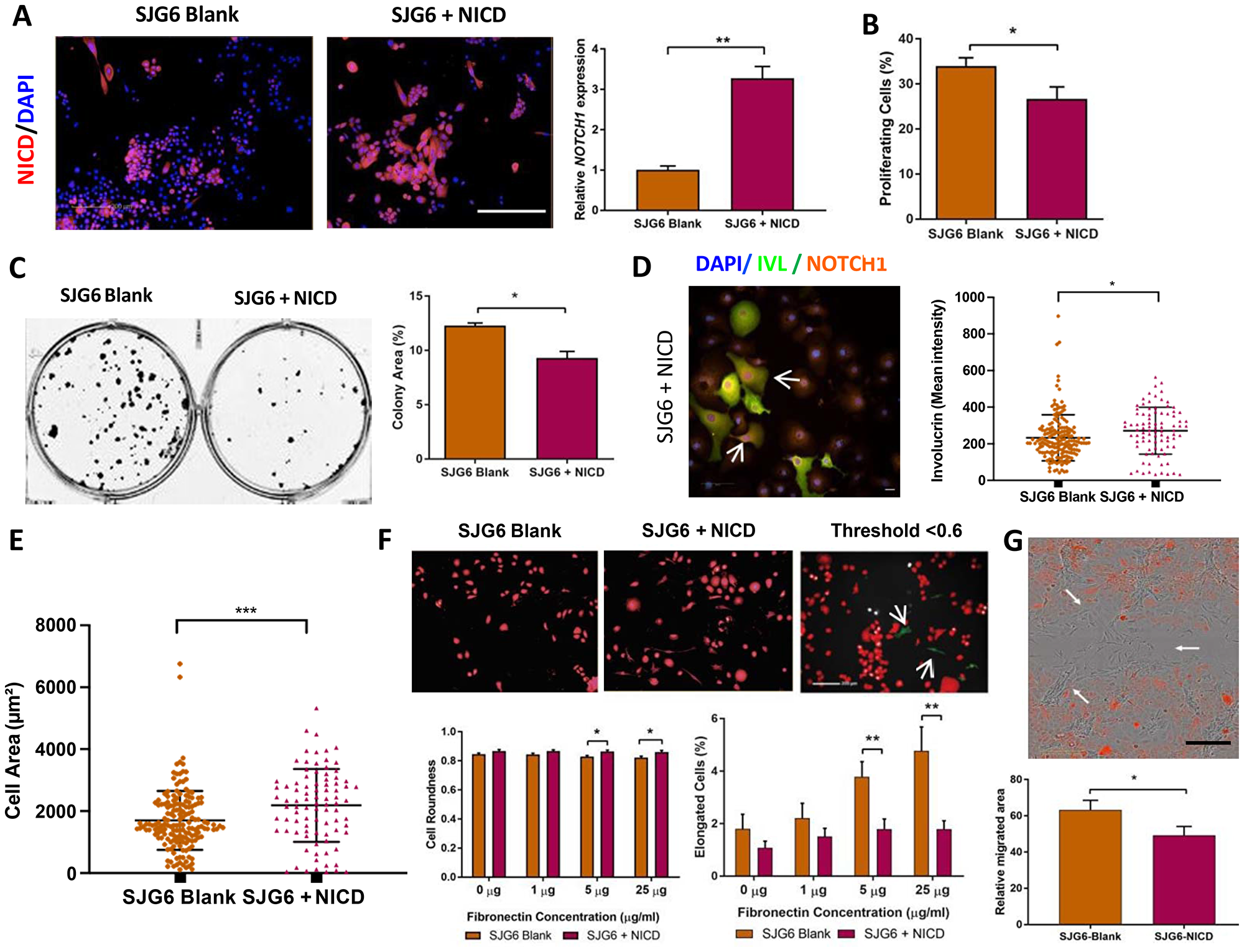 Phenotypic consequences of NICD overexpression