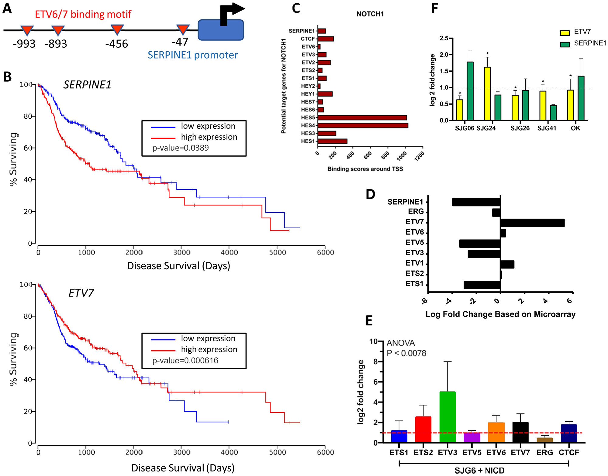 NOTCH1 regulation of SERPINE1 via ETV7