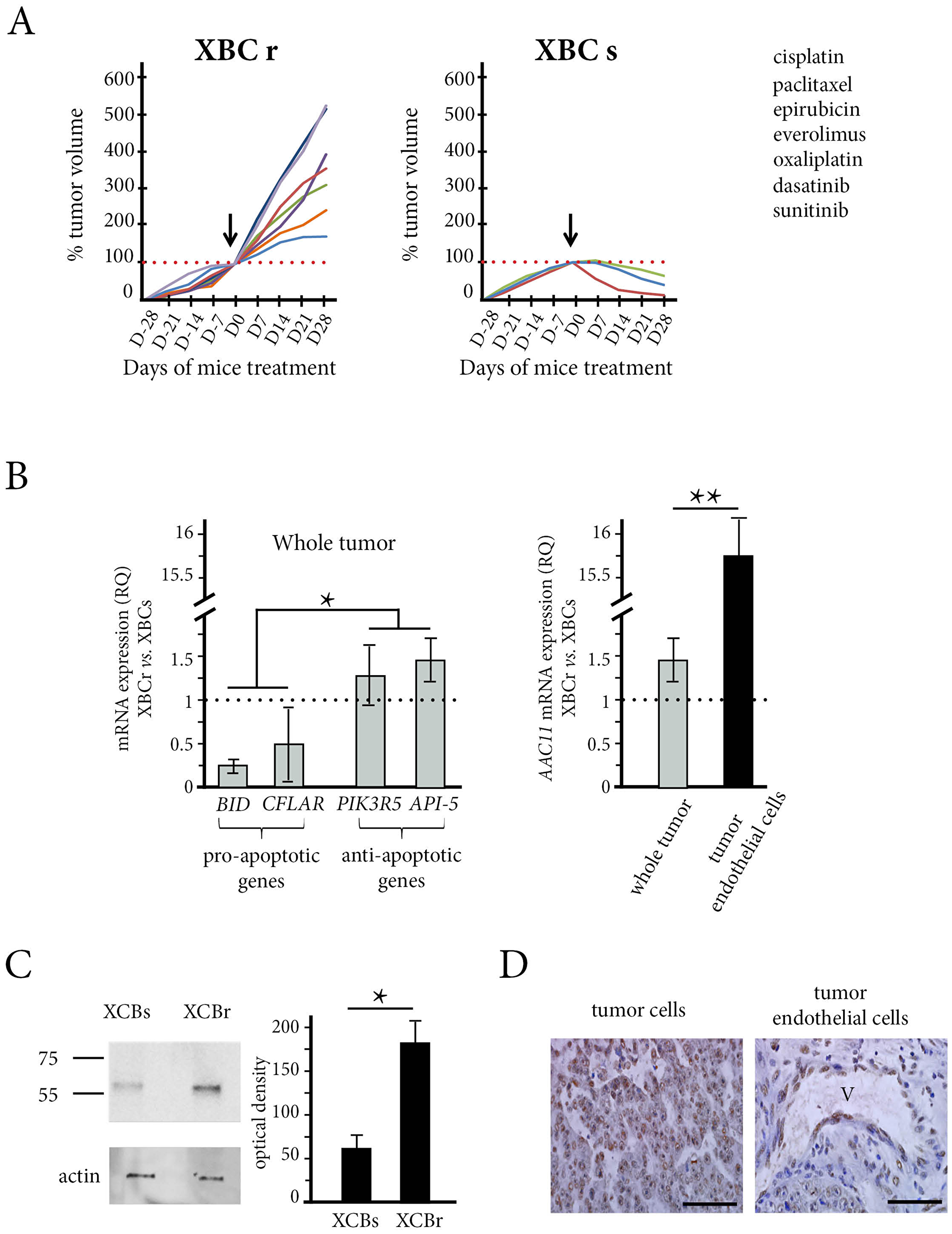 The in vivo effect of chemotherapy and API-5 expression in the patient xenograft model obtained from resistant tumors (XBC-R right panel) and sensitive tumors (XBC-S, left panel)