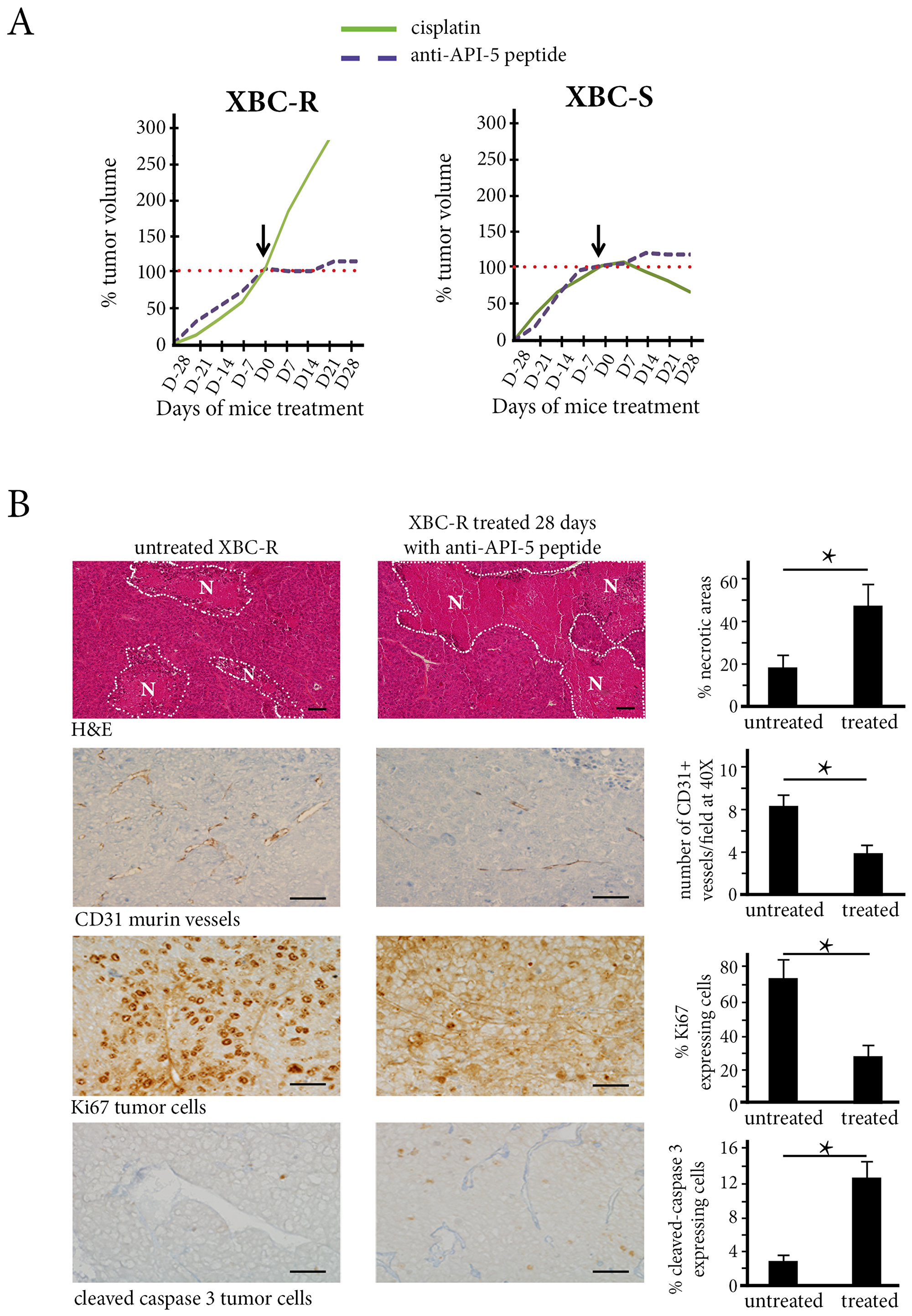 The in vivo effect of Cisplatin and API-5 peptide in XBC-R (left panel) and XBC-S (right panel)