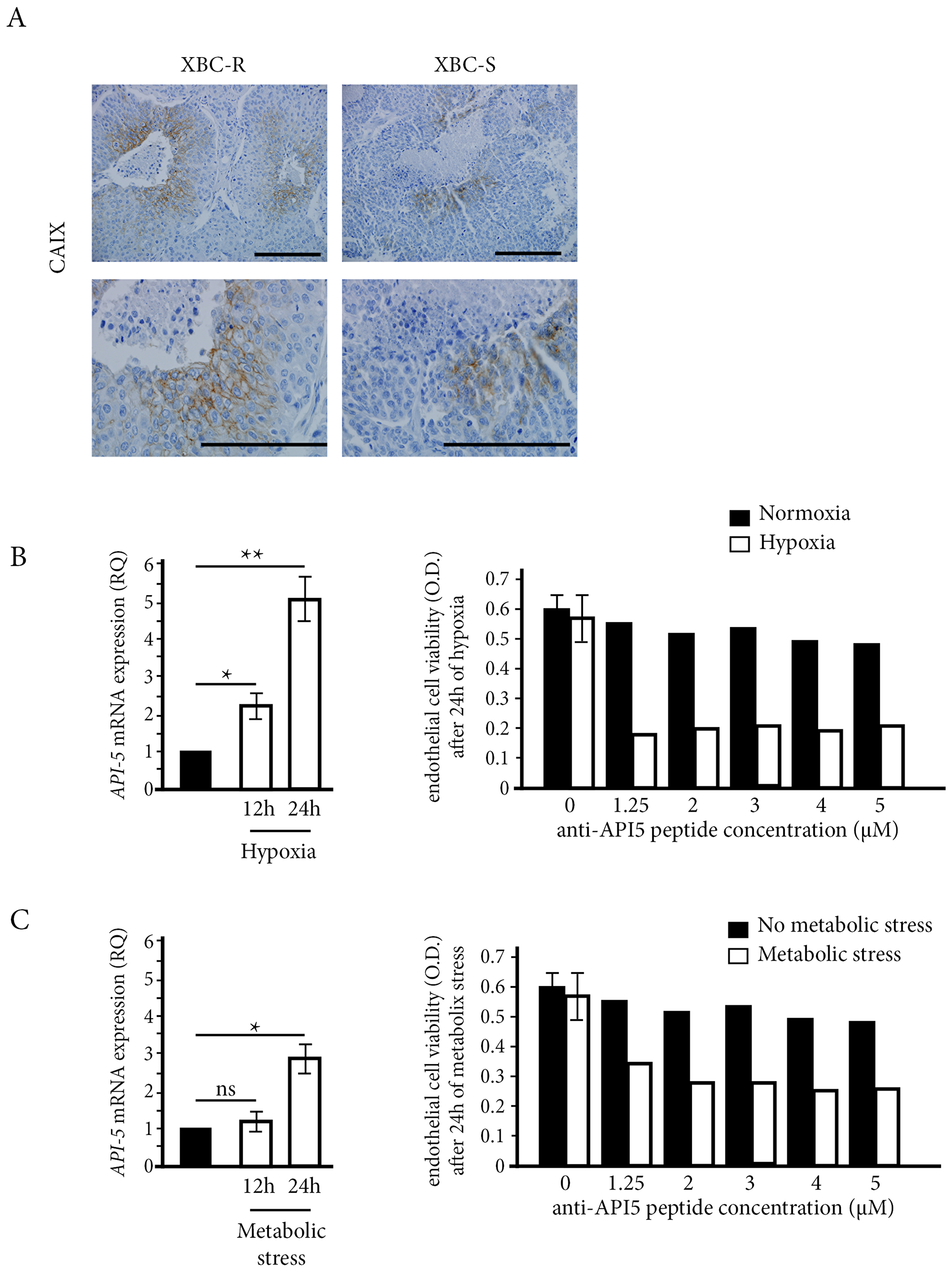 The influence of stress conditions on API-5 expression and inhibition