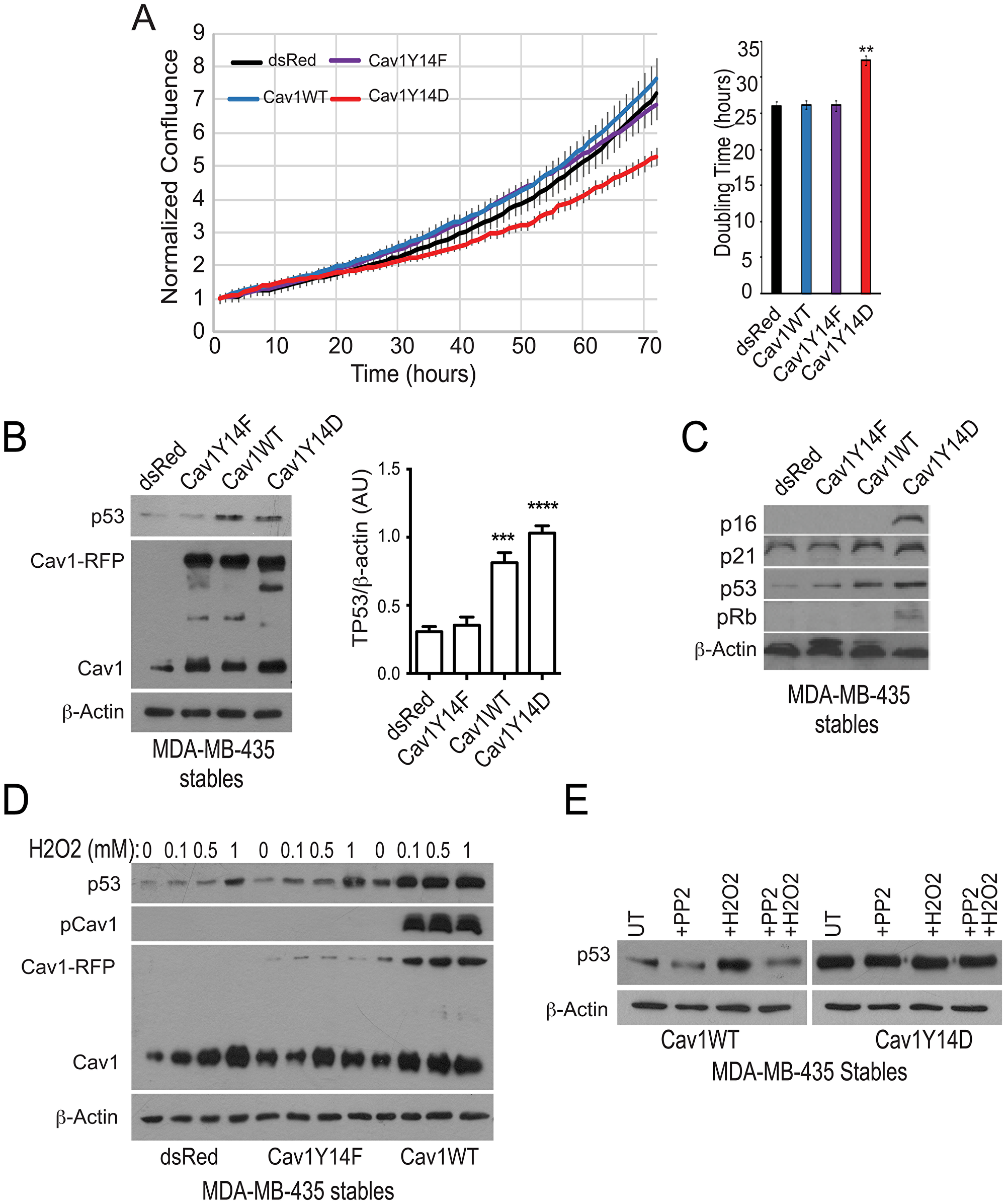 pCav1 restricts tumor cell proliferation and promotes TP53 expression