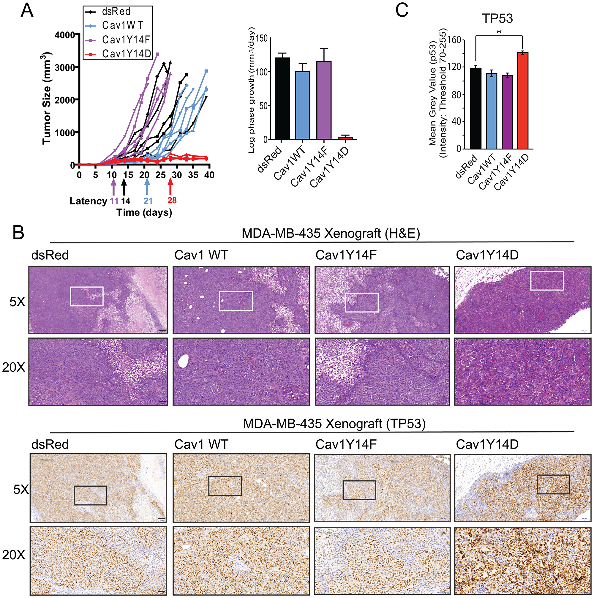 Tumor growth restriction of Cav1Y14D MDA-MB-435 cells