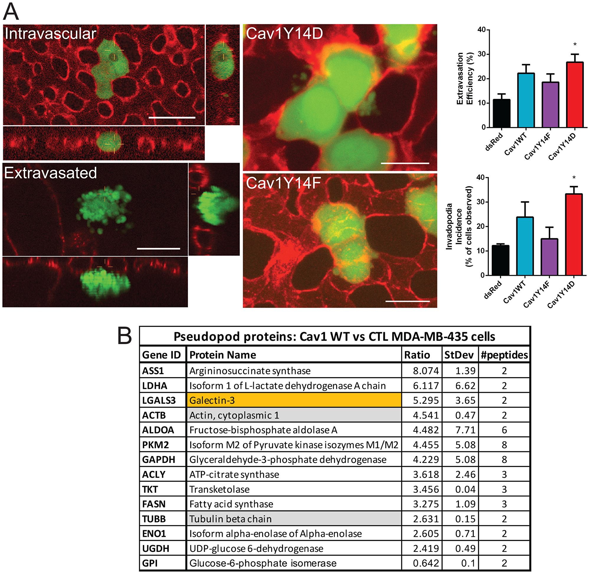 pCav1 promotes invadopodia formation and tumor cell invasion in vivo