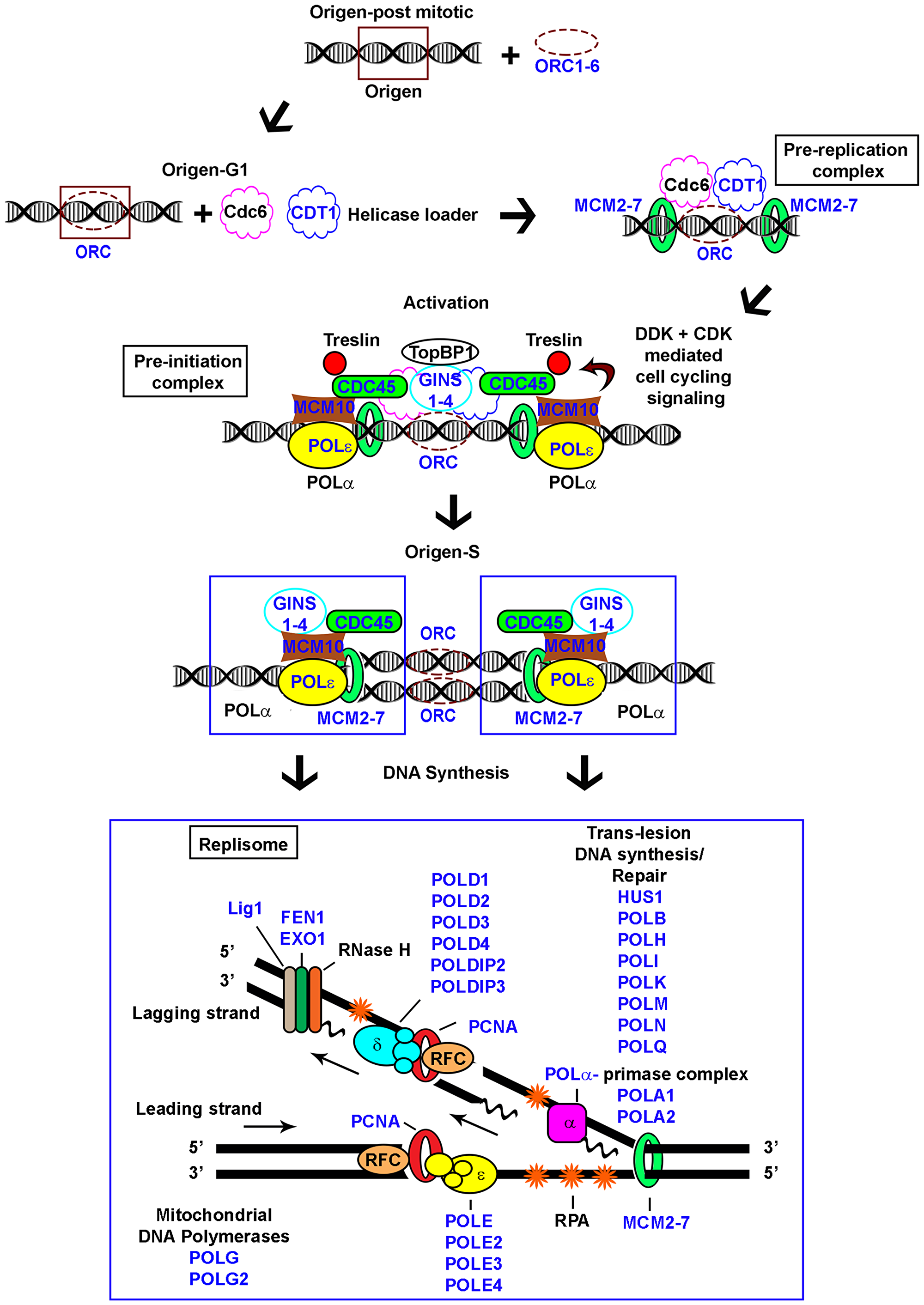 Schematic representation of eukaryotic replication