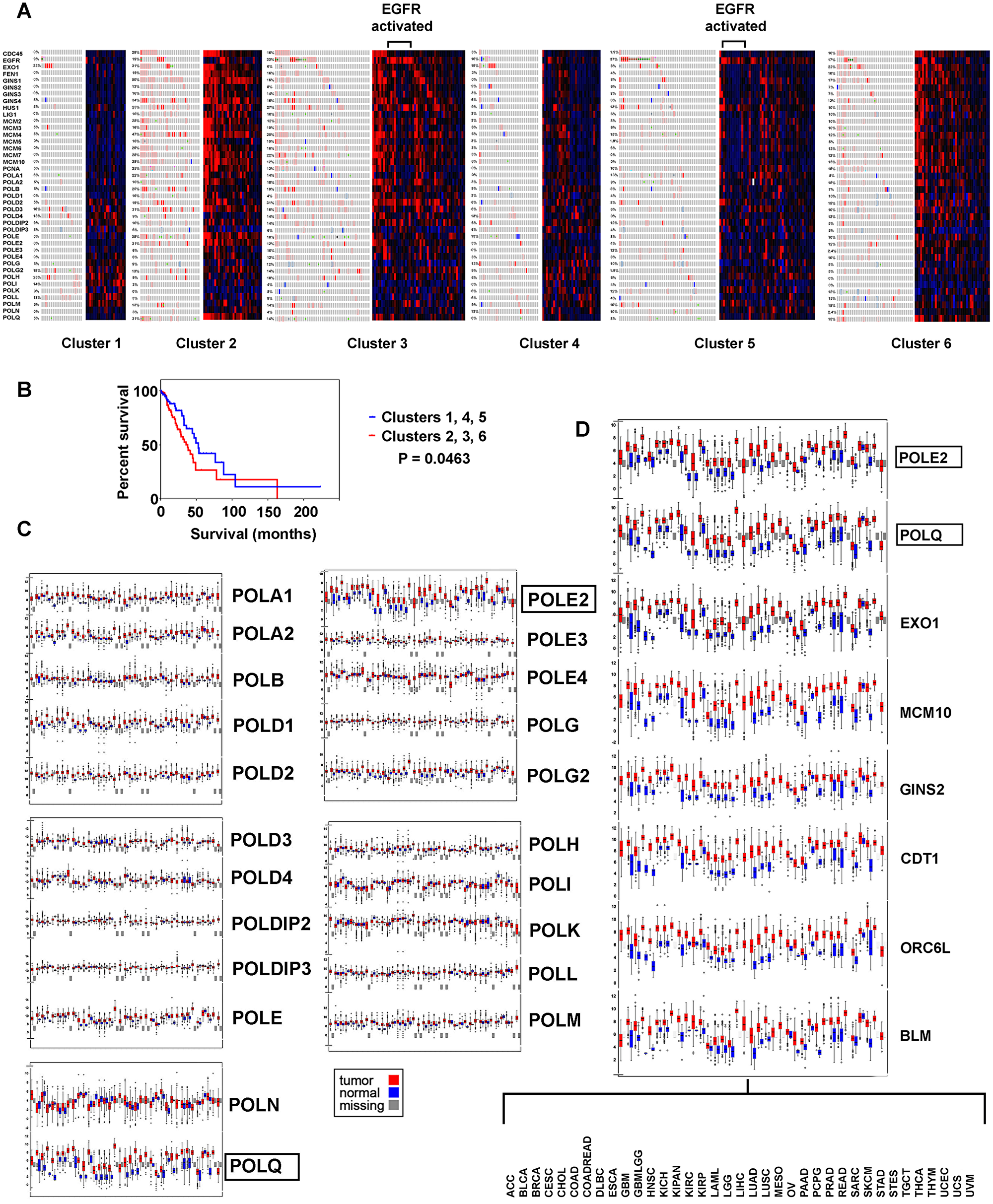Replication genes examined for genomic and transcriptomic alteration in the context of LUAD subtypes, with survival analysis