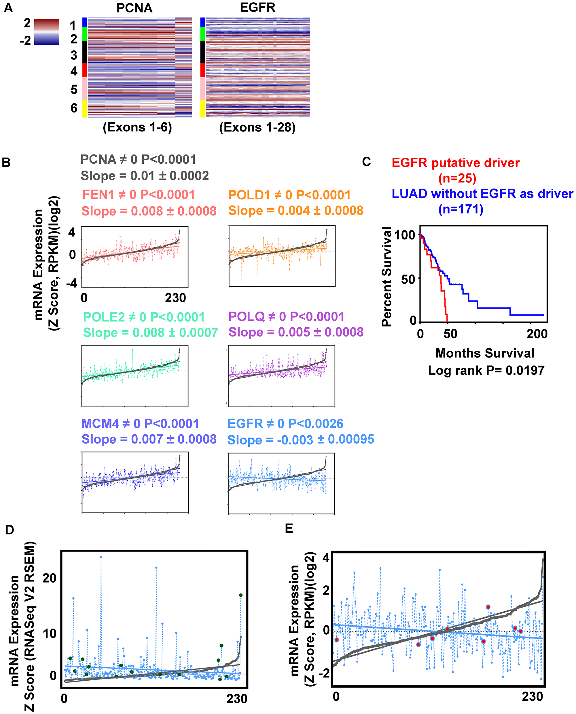 EGFR expression correlates inversely with replication genes expression