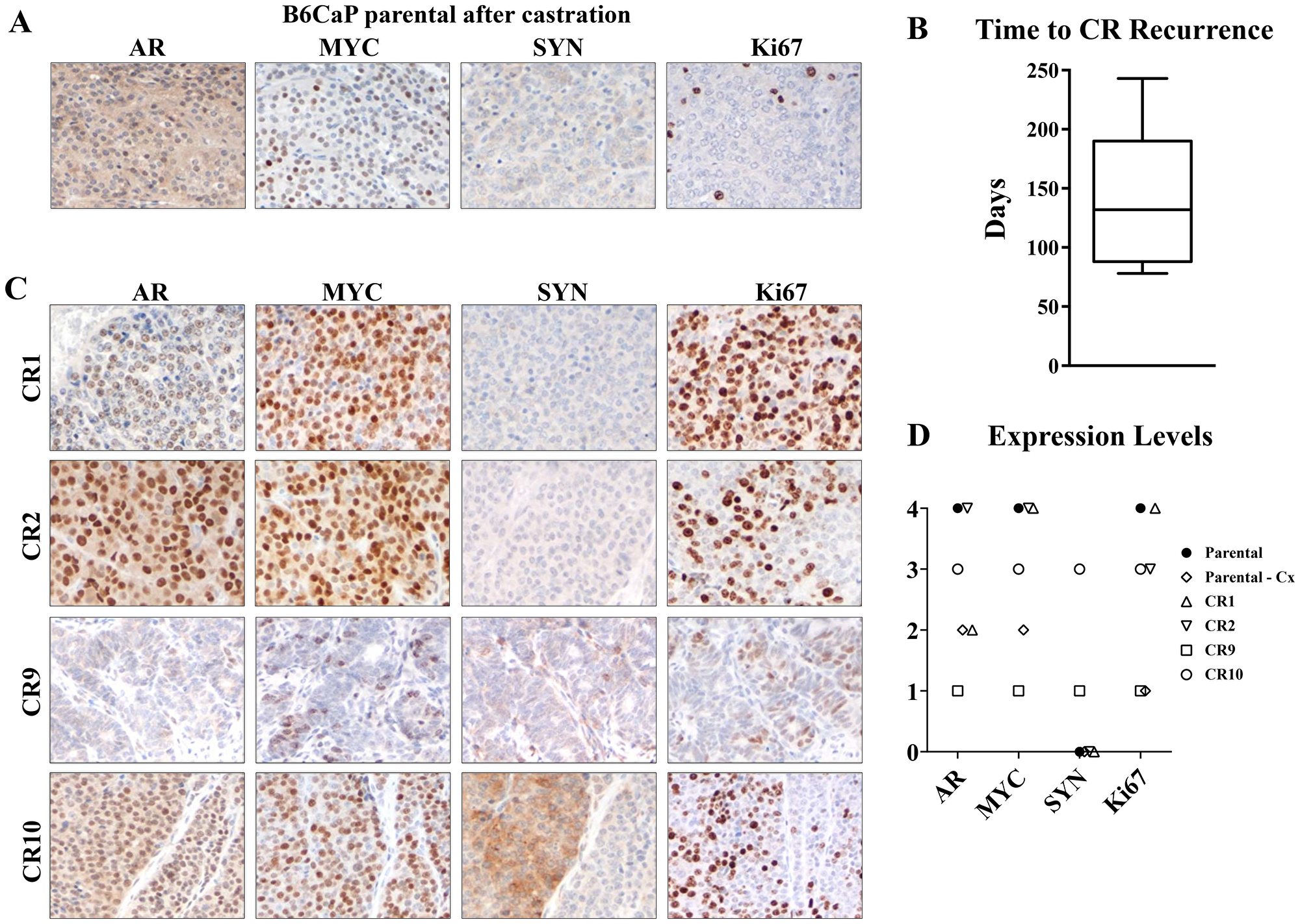 B6CaP generates castration resistant sublines with diverse phenotypes