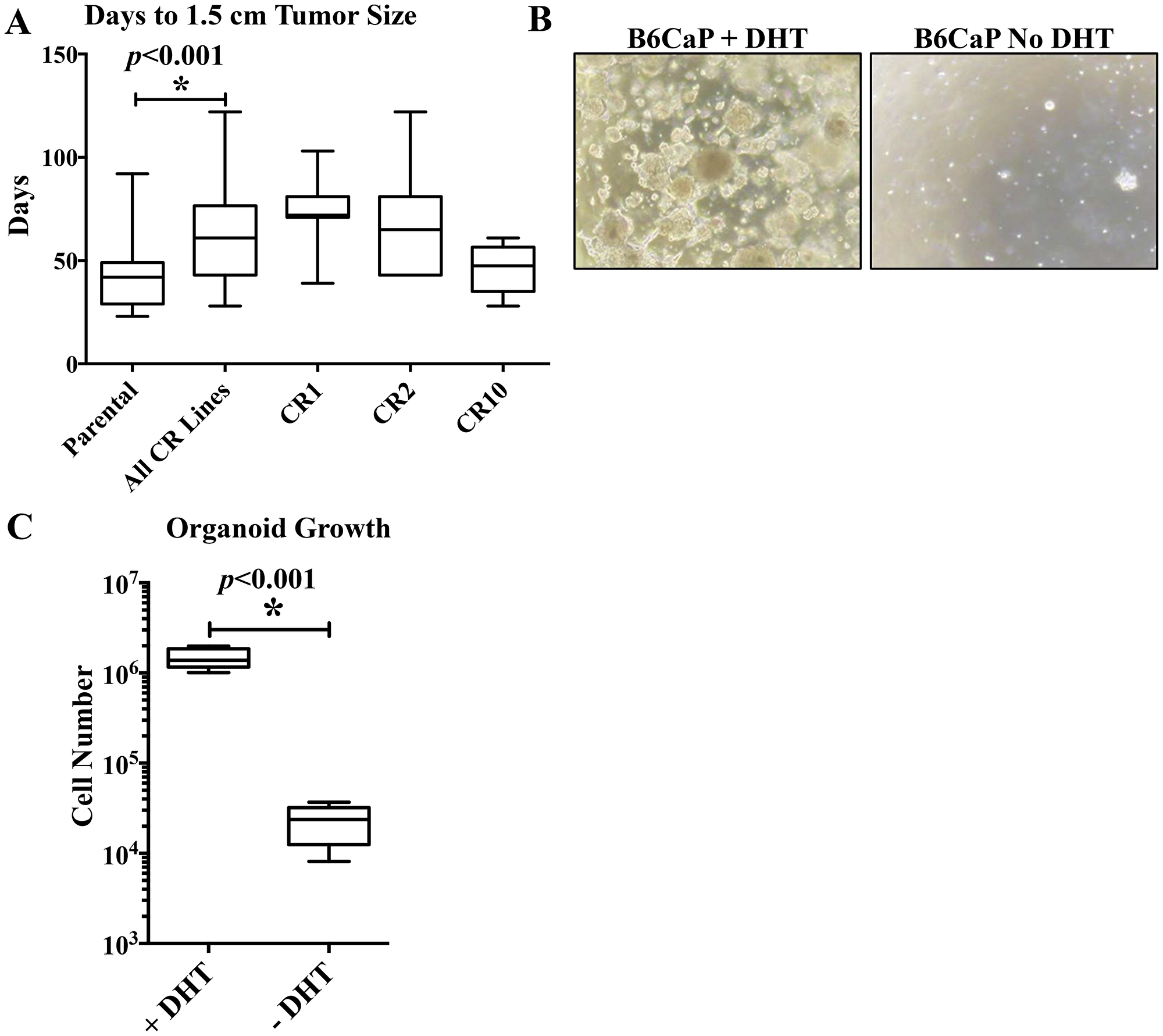 in vivo and ex-vivo growth kinetics of B6CaP
