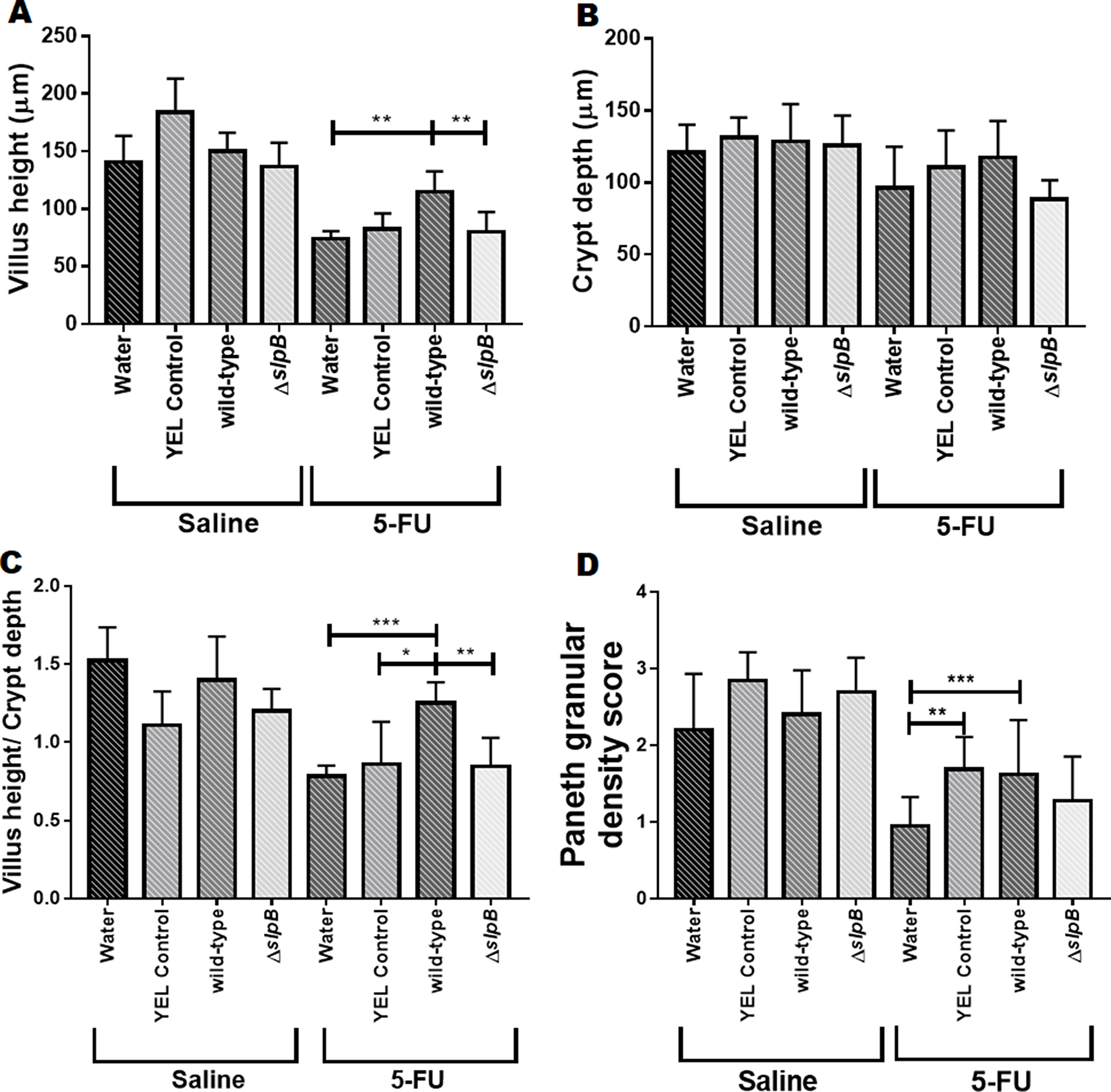 Propionibacterium freudenreichii WT strain protects villus architecture and Paneth cells secretory granules density during 5-FU-induced mucositis