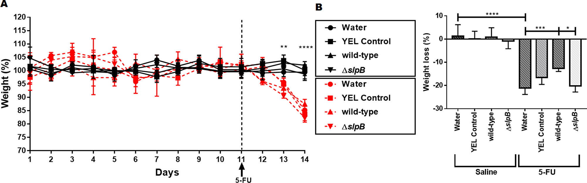Propionibacterium freudenreichii WT strain prevents weight loss in 5-FU-treated mice