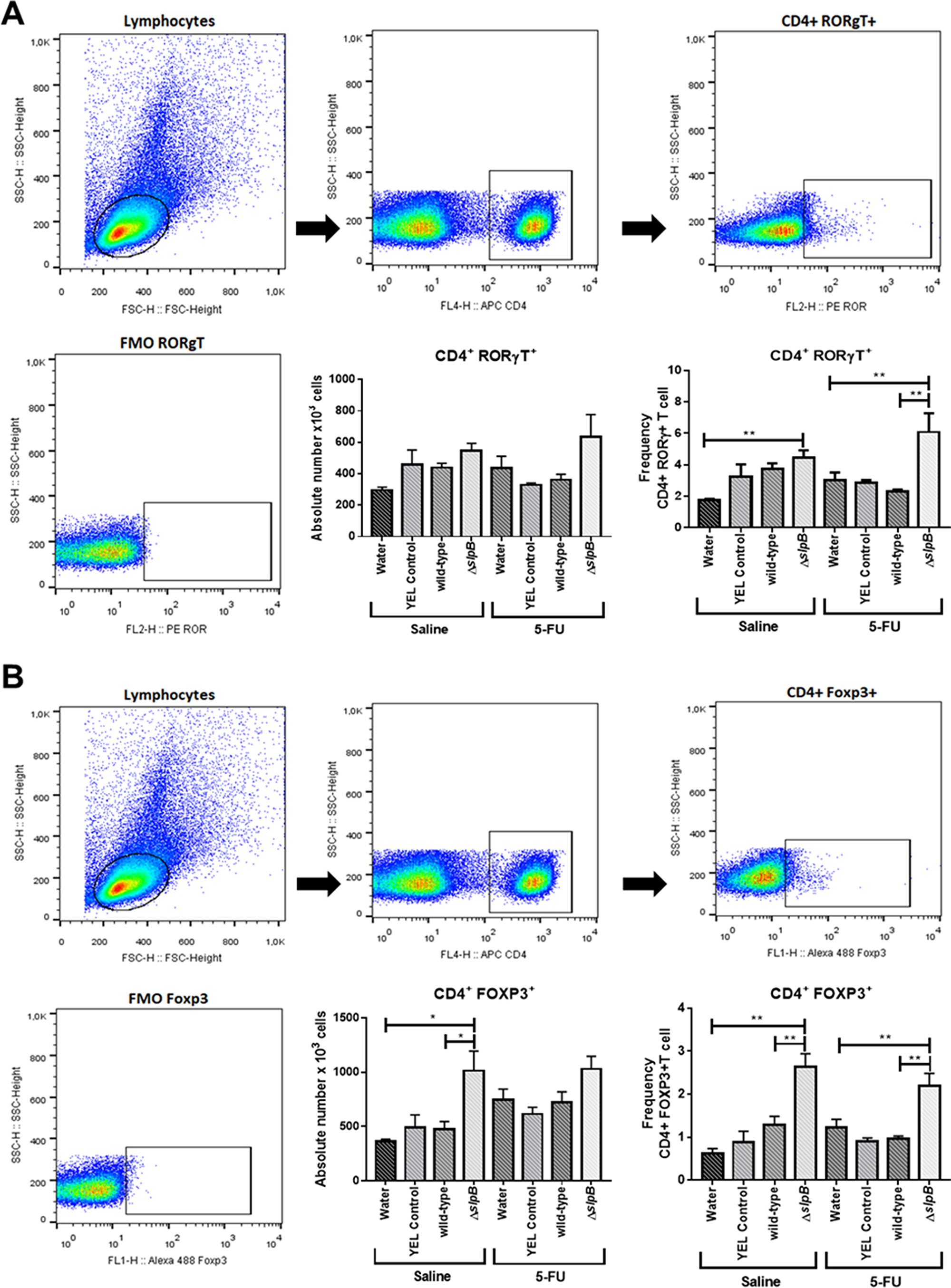 Propionibacterium freudenreichii ΔslpB mutant strain induces T lymphocyte production in mice spleen after 5-FU-induced mucositis