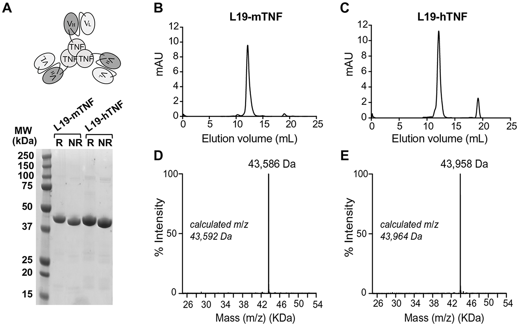 Quality control analyses of L19-TNF fusion proteins
