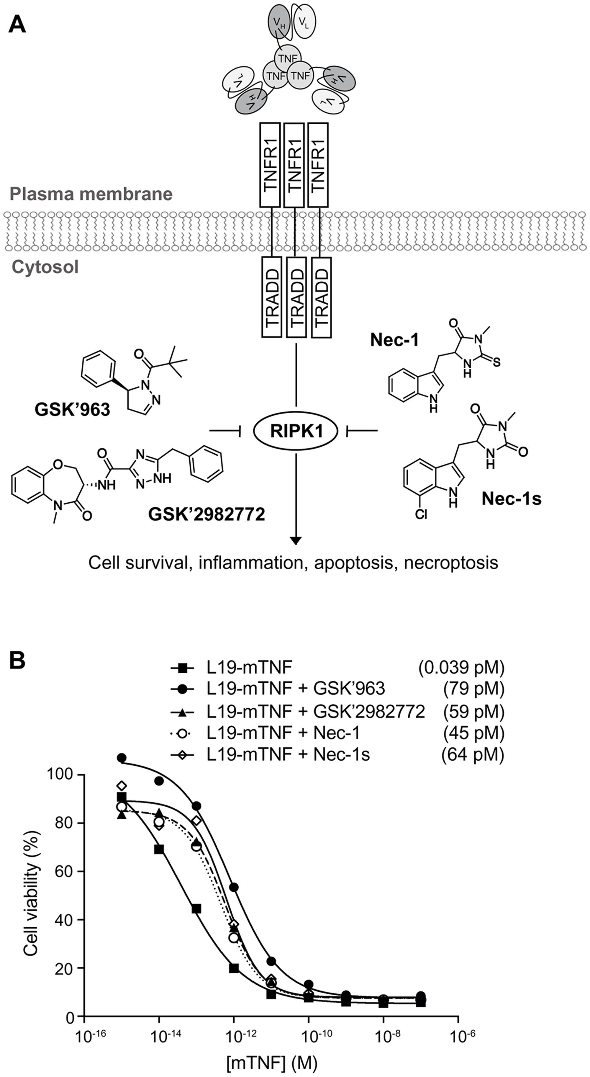 In vitro biocidal effect of L19-TNF