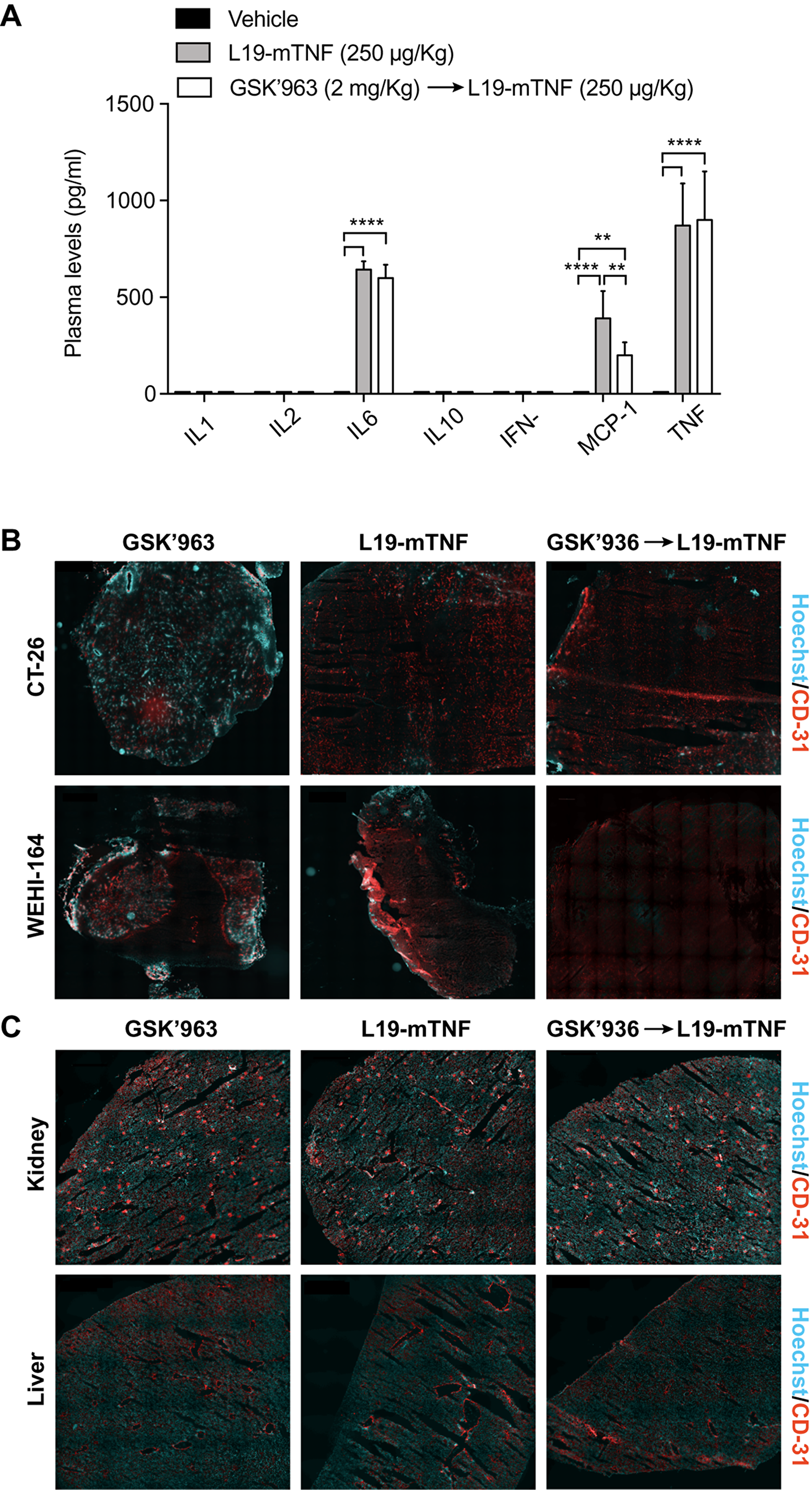 Determination of L19-mTNF effects on cytokine levels and vasculature in mice