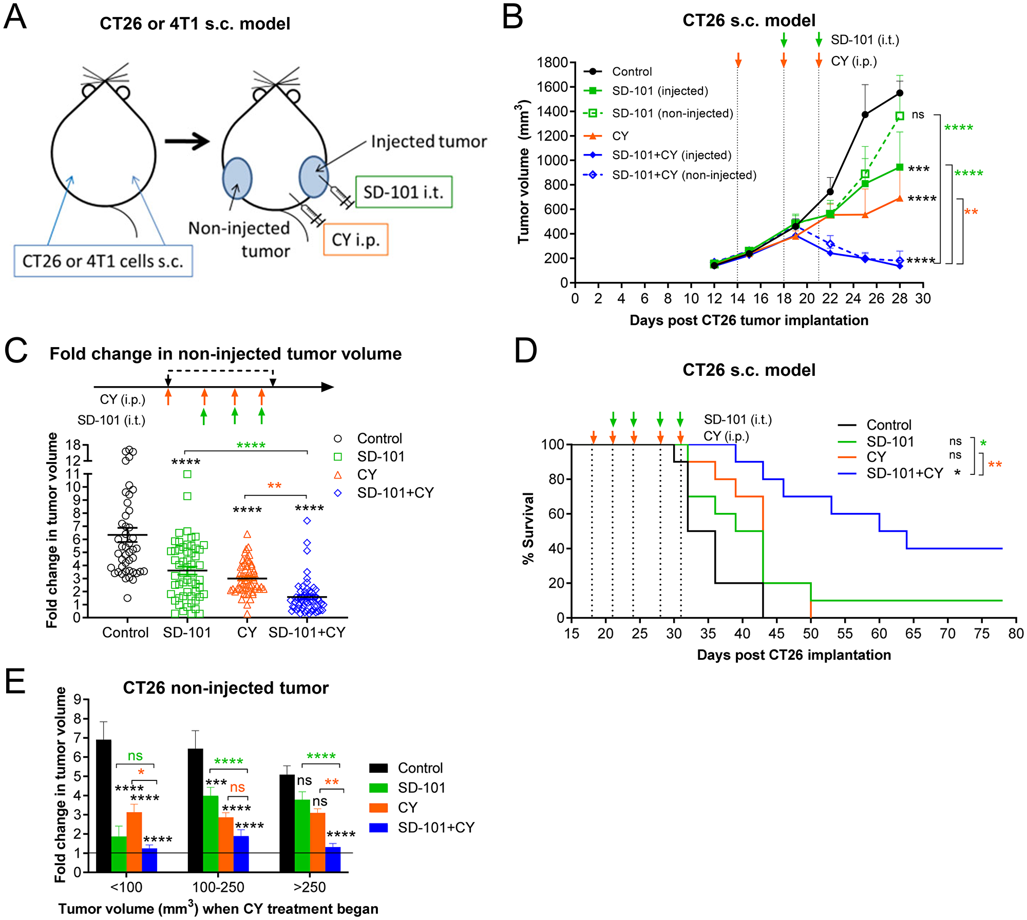 Intratumoral SD-101 combined with low-dose CY effectively inhibits growth of both injected and non-injected tumor sites and promotes survival