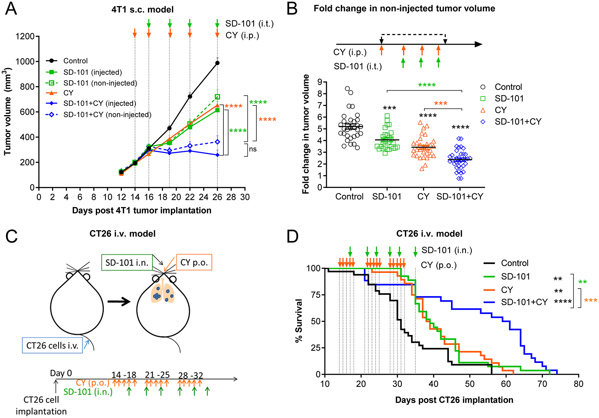 Localized SD-101 combined with low-dose CY effectively inhibits tumor growth in multiple mouse tumor models