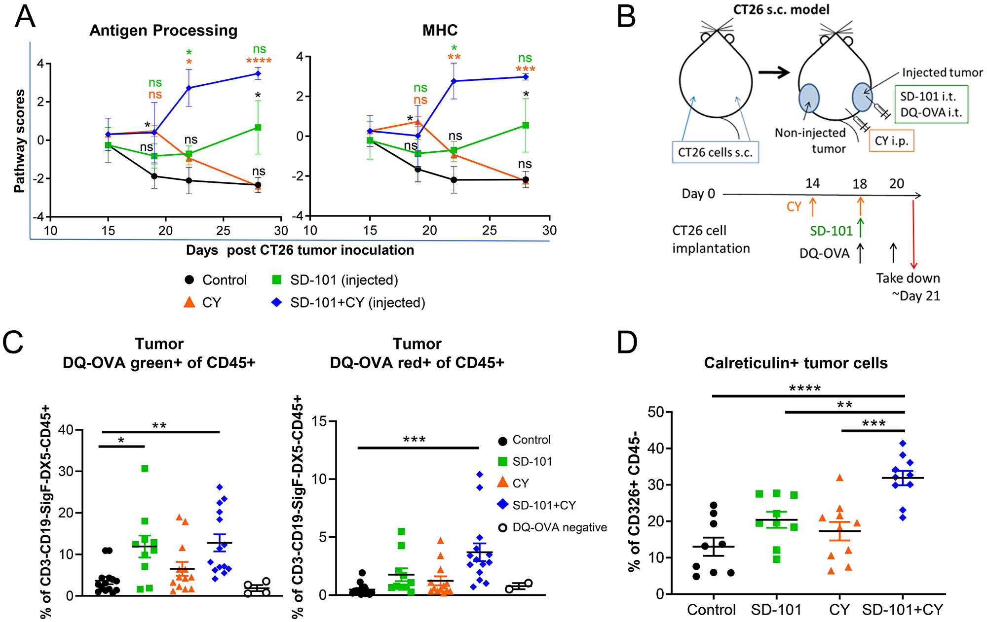 SD-101 and low-dose CY combination increases immunogenic cell death and APC function within the tumor