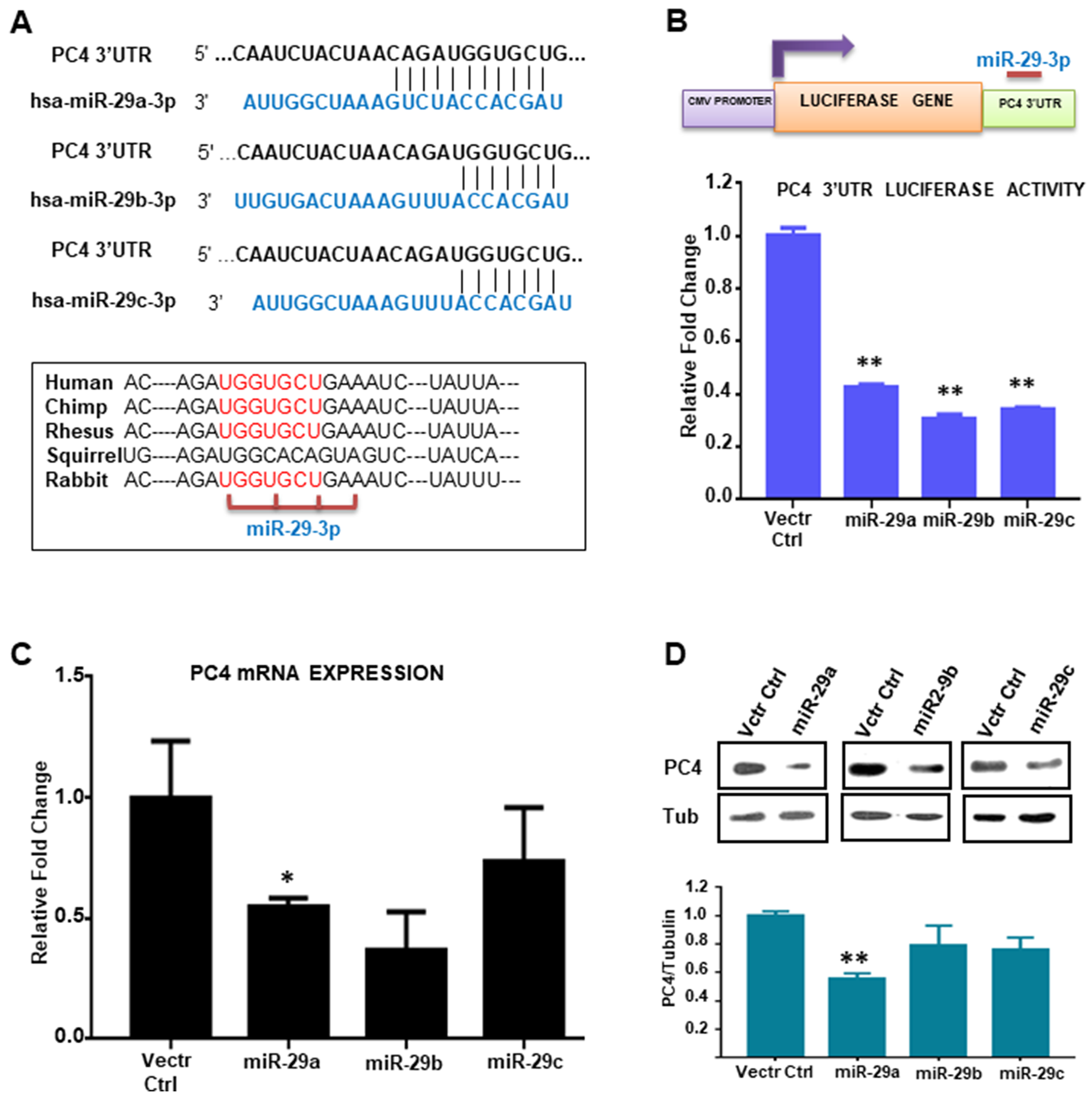 miR-29 targets and downregulates PC4 expression