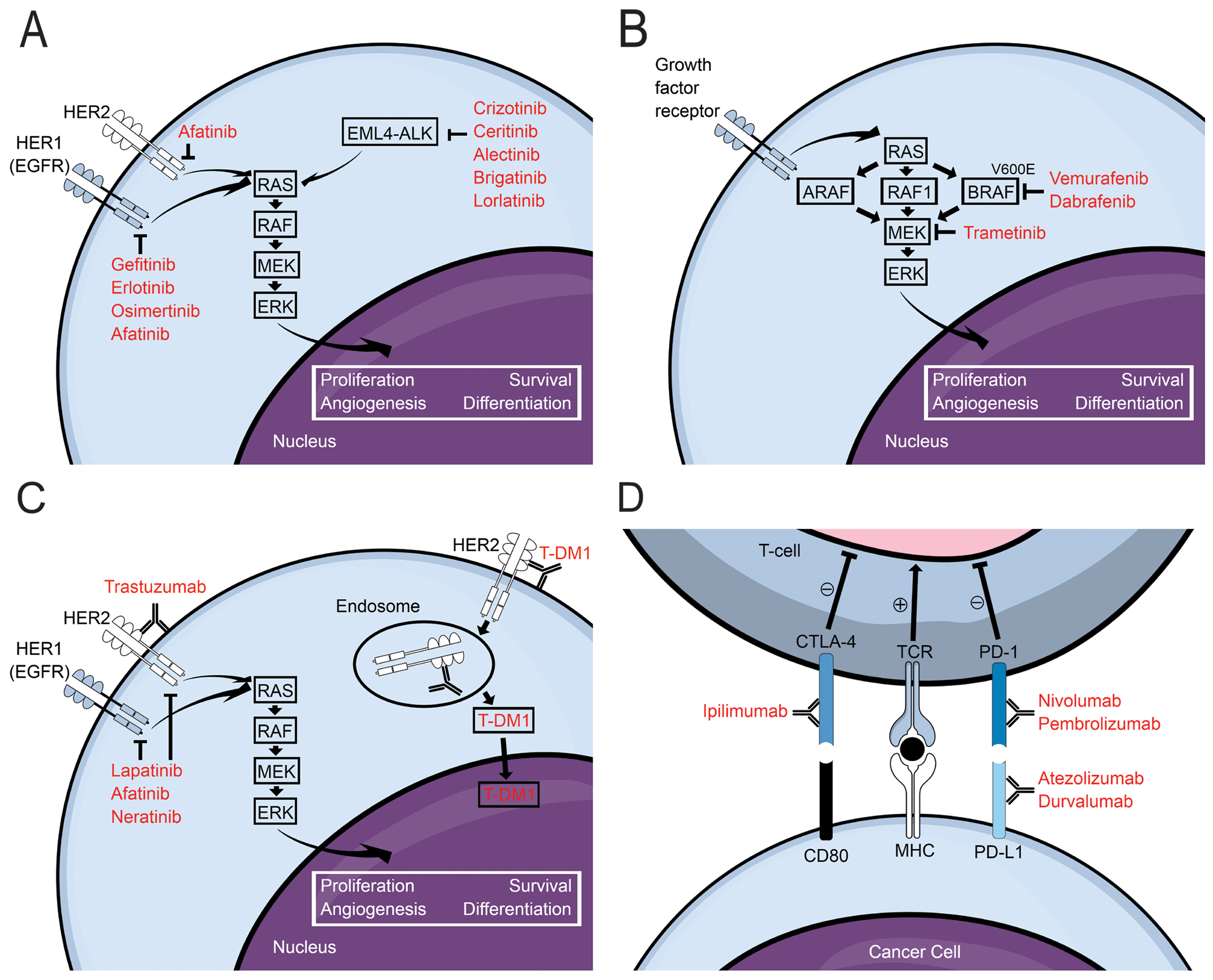 Schematic diagrams illustrating mechanisms of action for (A) EGFR- and ALK- inhibitors for non-small cell lung cancer, (B) BRAF- and MEK- inhibitors for metastatic melanoma, (C) HER2-targeted therapies for breast cancer, and (D) immune checkpoint inhibitors. For additional information regarding PD-L1 inhibitors please see article by O’Kane and Leighl [83]. Abbreviations: HER: human epidermal growth factor receptor; EGFR: epidermal growth factor receptor; EML4: echinoderm microtubule-associated protein-like 4; ALK: anaplastic lymphoma kinase; T-DM1: trastuzumab emtansine; CTLA-4: cytotoxic T-lymphocyte-associated protein 4; CD80: cluster of differentiation 80; TCR: T-cell receptor; MHC: major histocompatibility complex; PD-1: programmed cell death protein 1; PD-L1: programmed death-ligand 1.