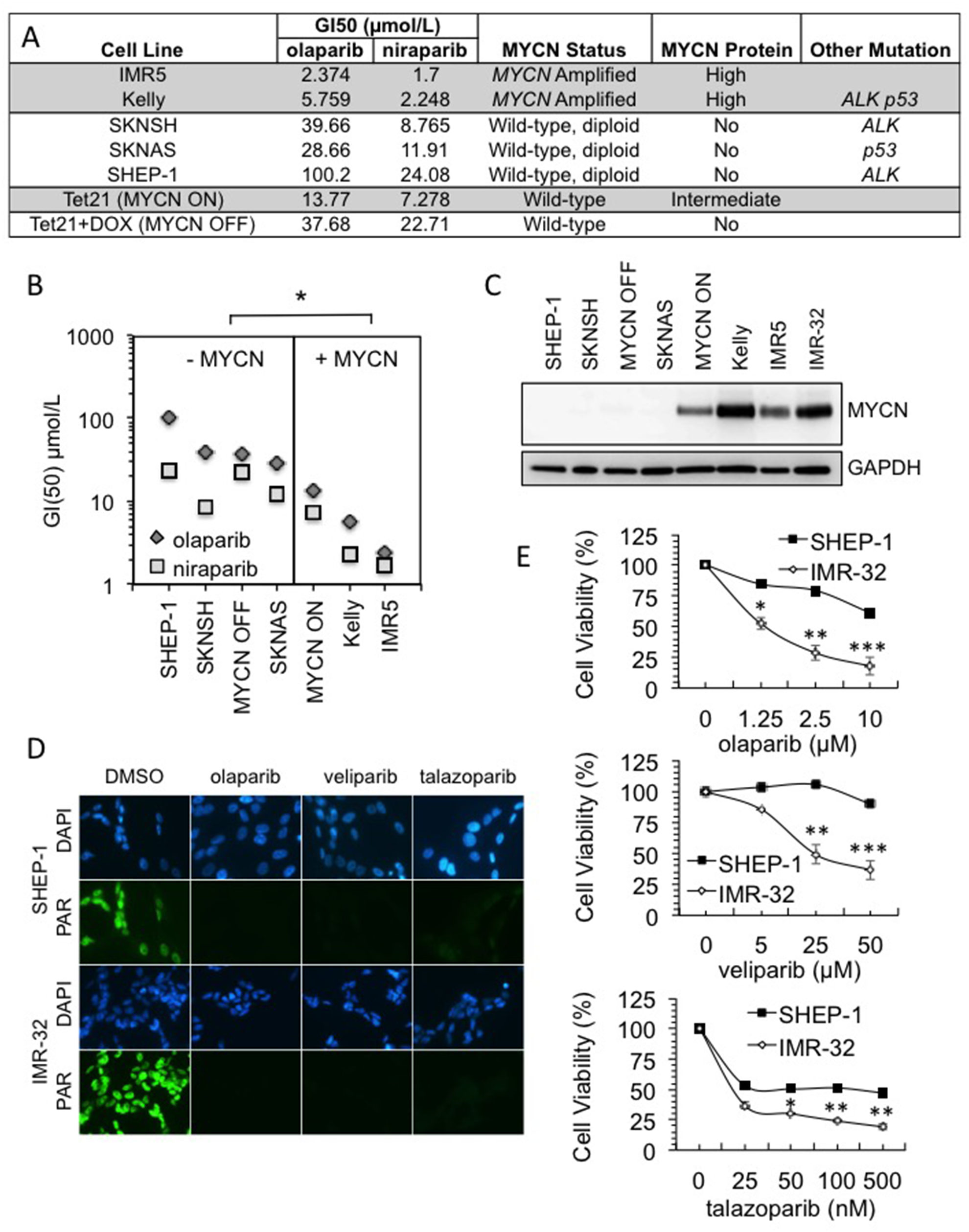 MYCN amplification influences sensitivity to PARP inhibition in a range of NB cell lines