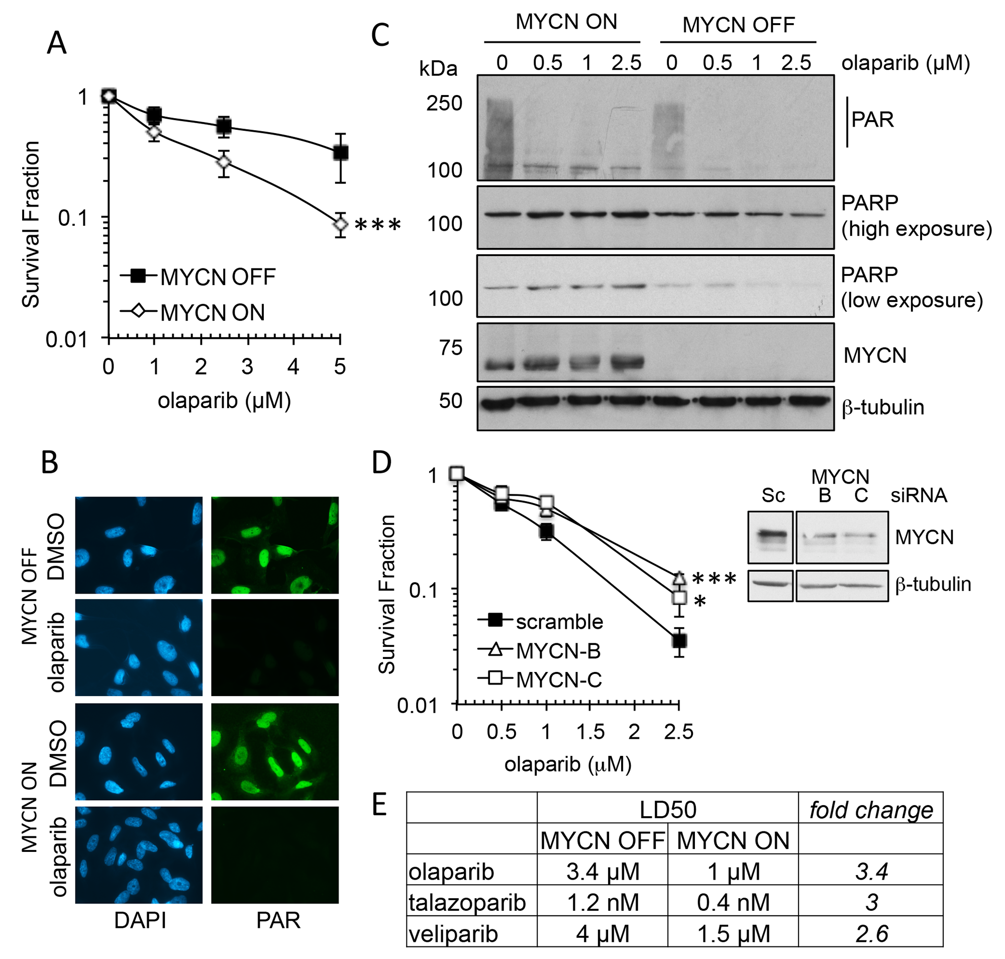 MYCN expression influences sensitivity to PARP inhibition in NB cell lines