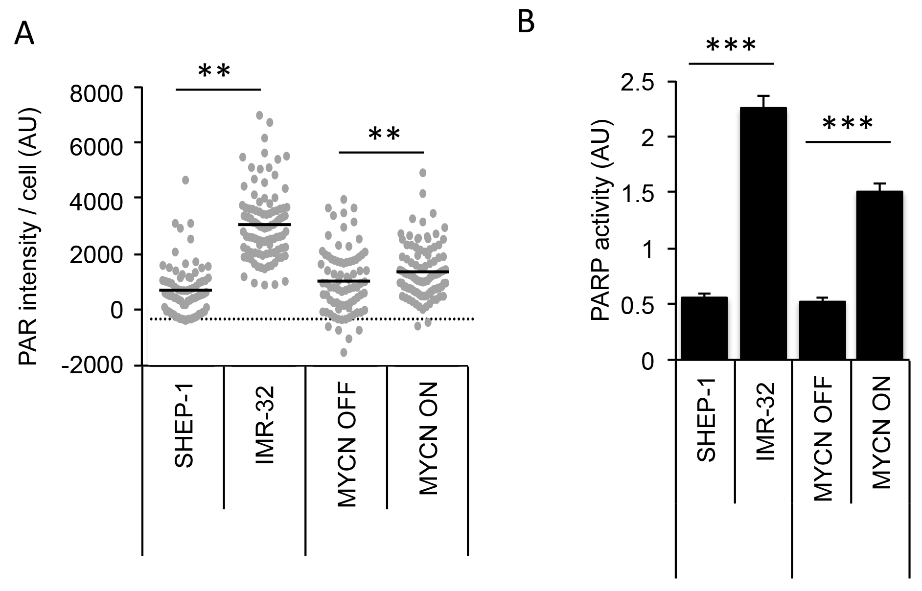 MYCN expression results in higher endogenous PARP activity in NB cell lines