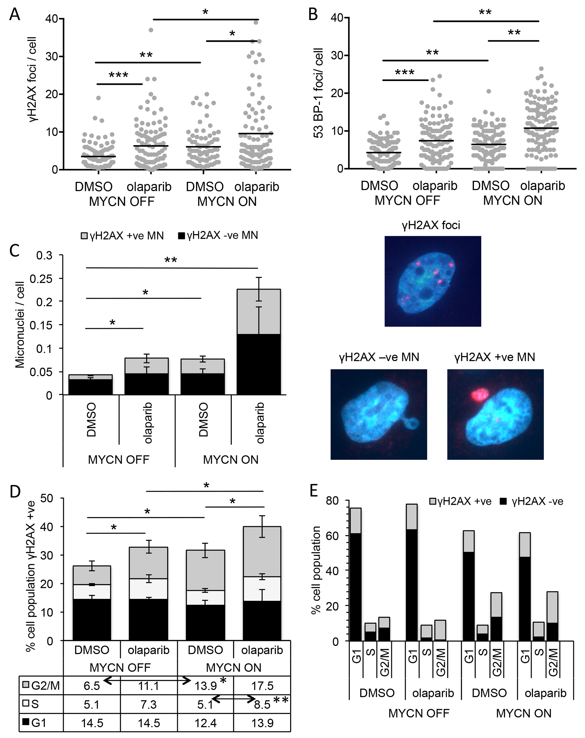 PARP inhibition induces more DNA damage and DNA double-strand breaks in NB cells when MYCN is expressed, predominantly in the S-phase of the cell cycle