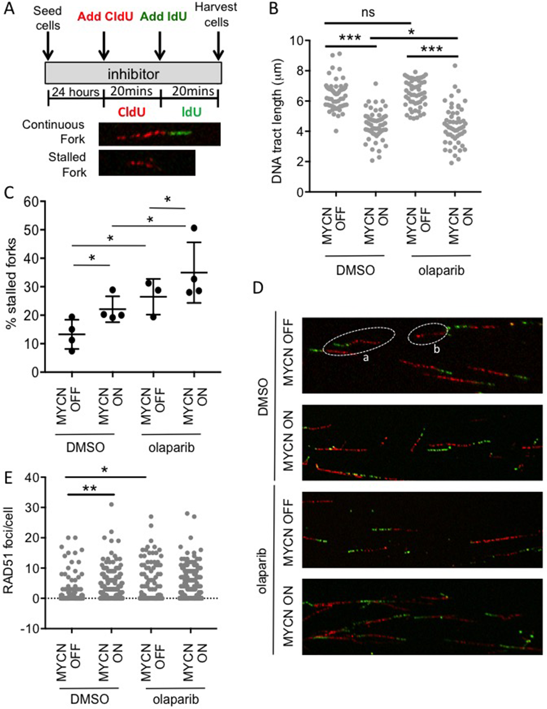 MYCN expression perturbs replication forks in NB cells and this is exacerbated upon PARP inhibition