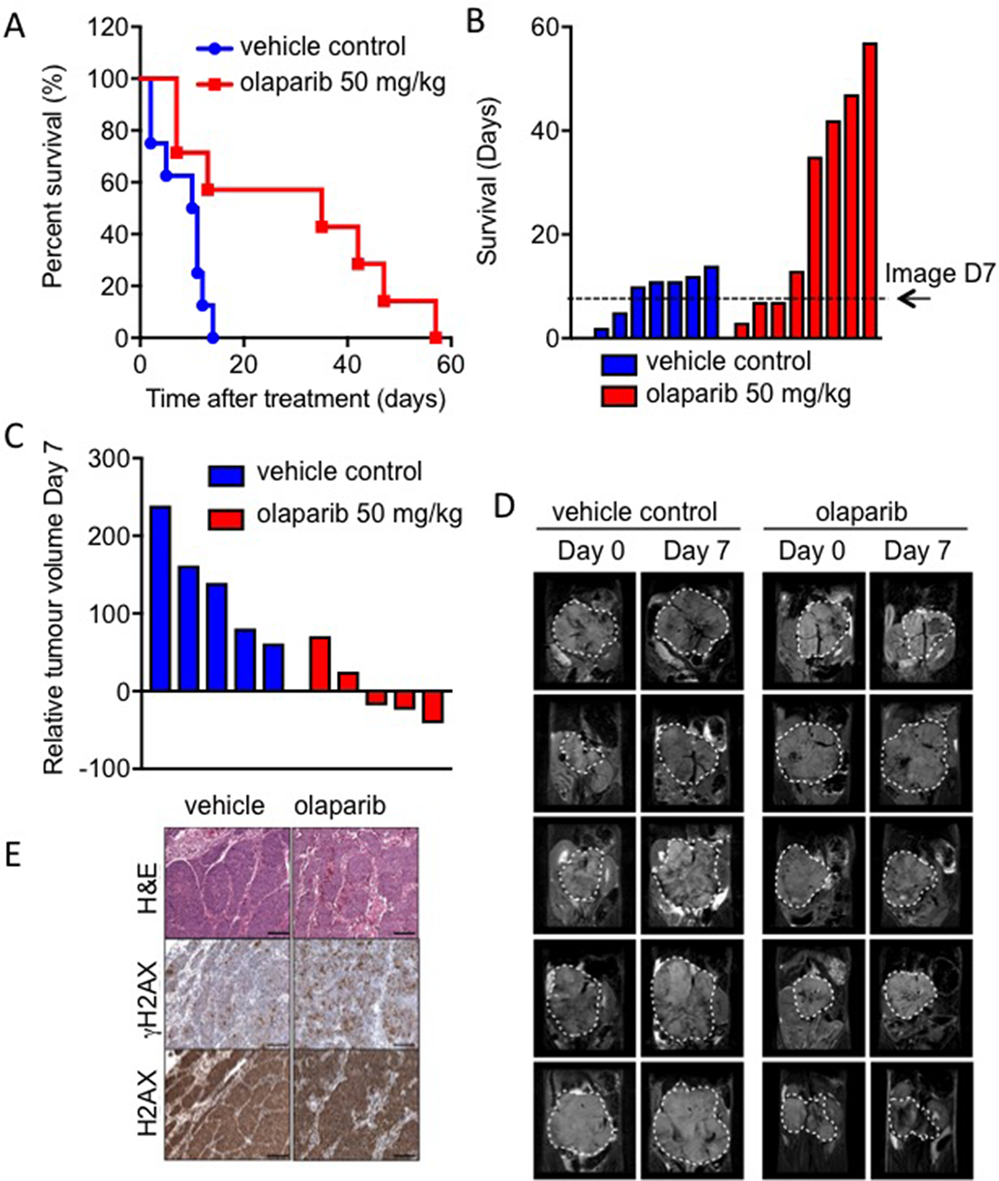 Olaparib significantly prolongs survival in the Th-MYCN mouse model of NB