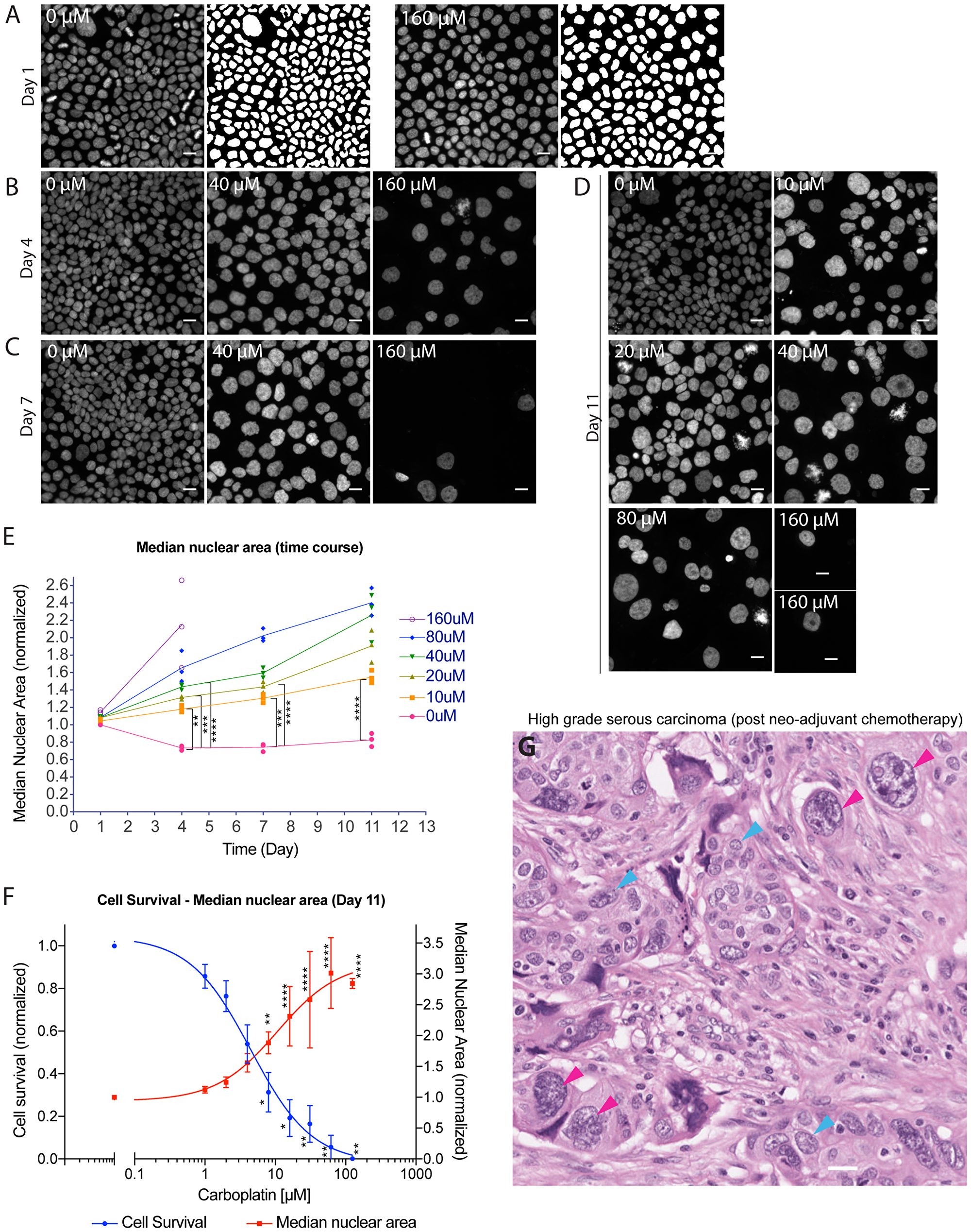 Platinum-induced nuclear enlargement as a distinct cellular response among surviving tumor cells at intermediate to late time points