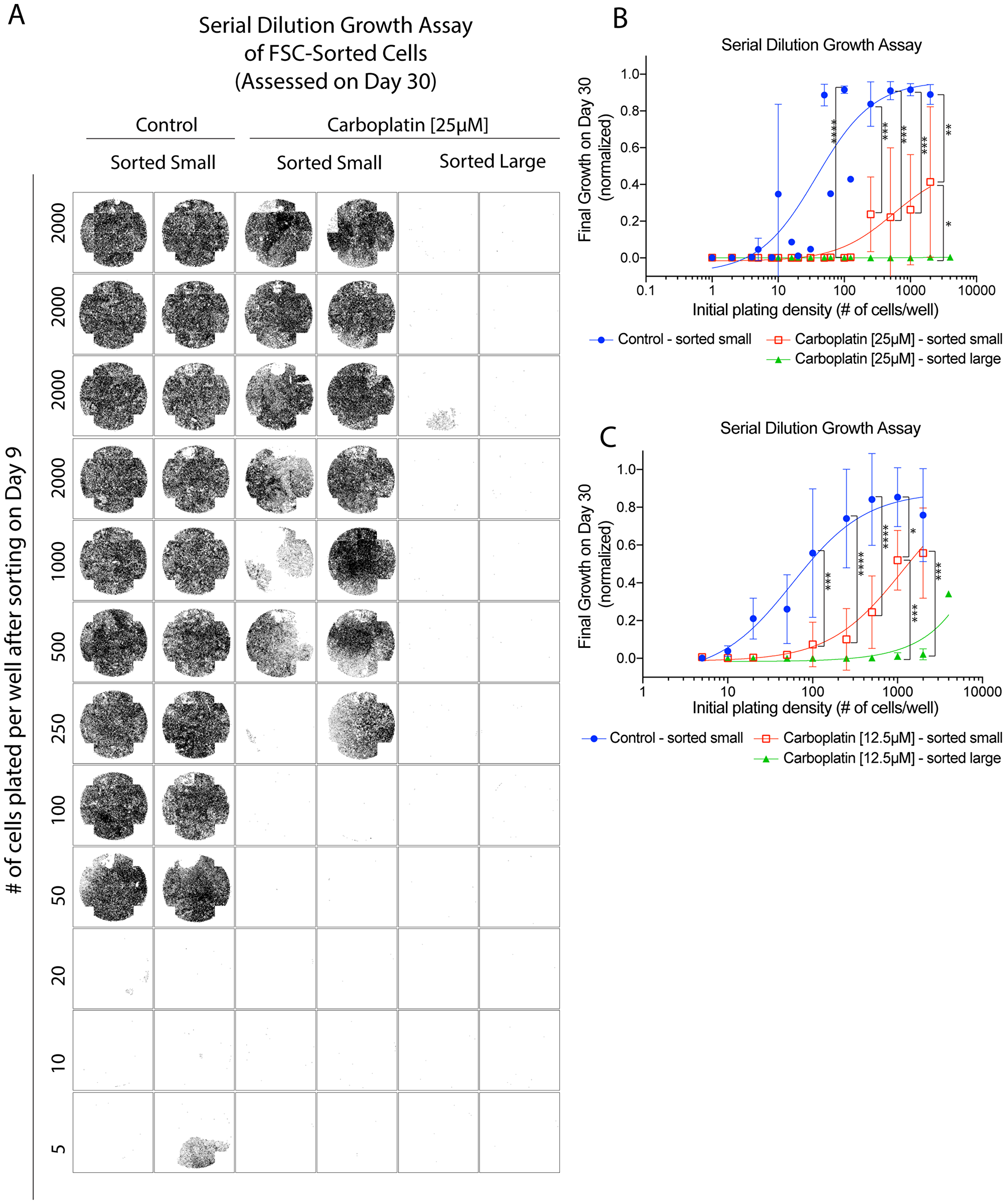Size-sorted hyperploid subpopulation (>6N) showed differential regrowth potential compared to the non-hyperploid (3N-6N) fraction