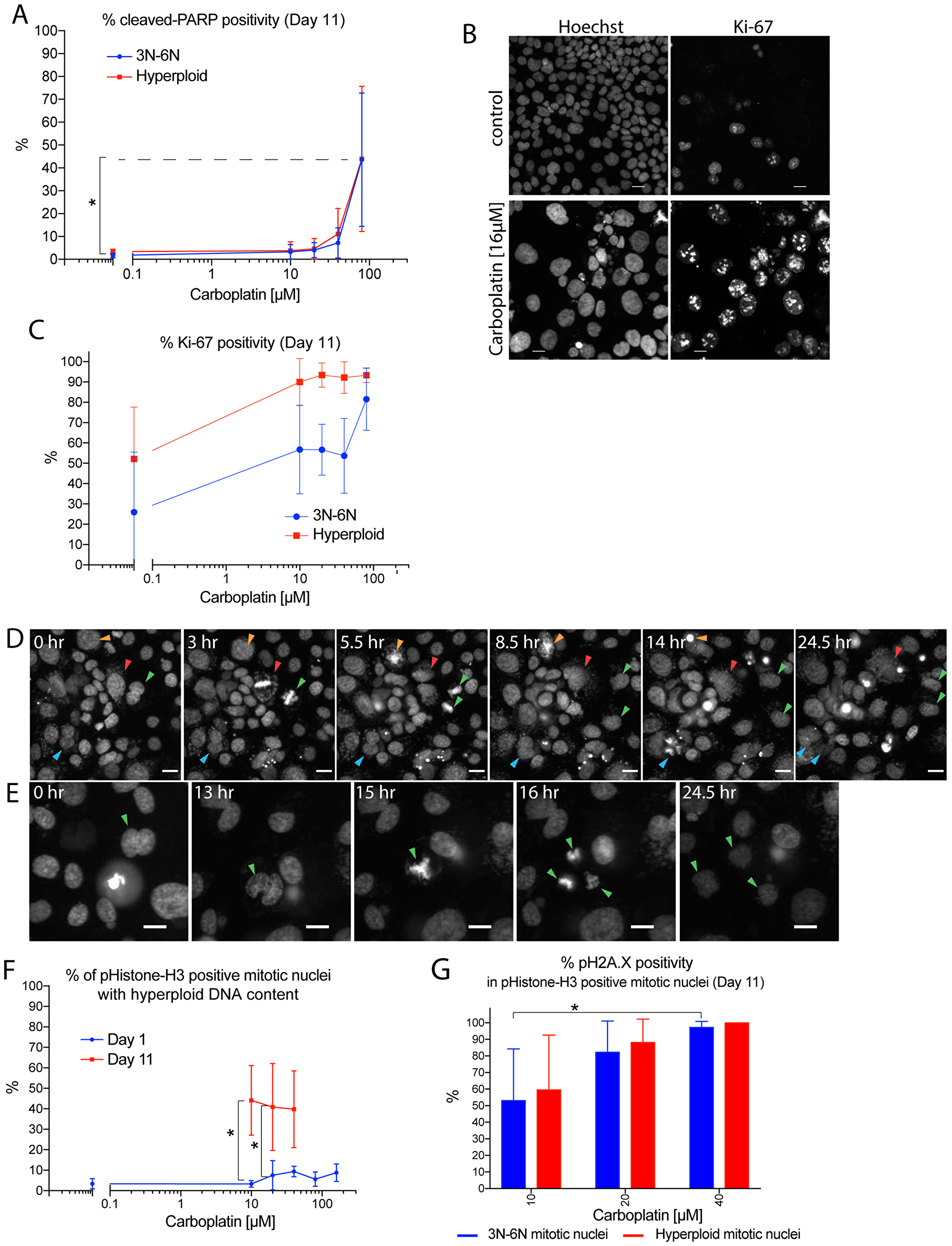 Hyperploid tumor cells remained proliferative and retained capacity to generate viable daughter cells