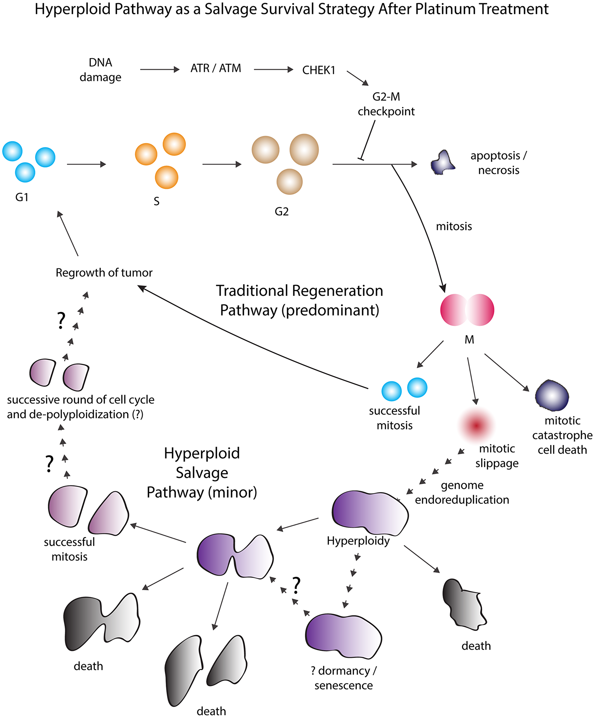 Figure 7: Proposed model of the hyperploid pathway as a salvage survival strategy regulated by the G2-M checkpoint.