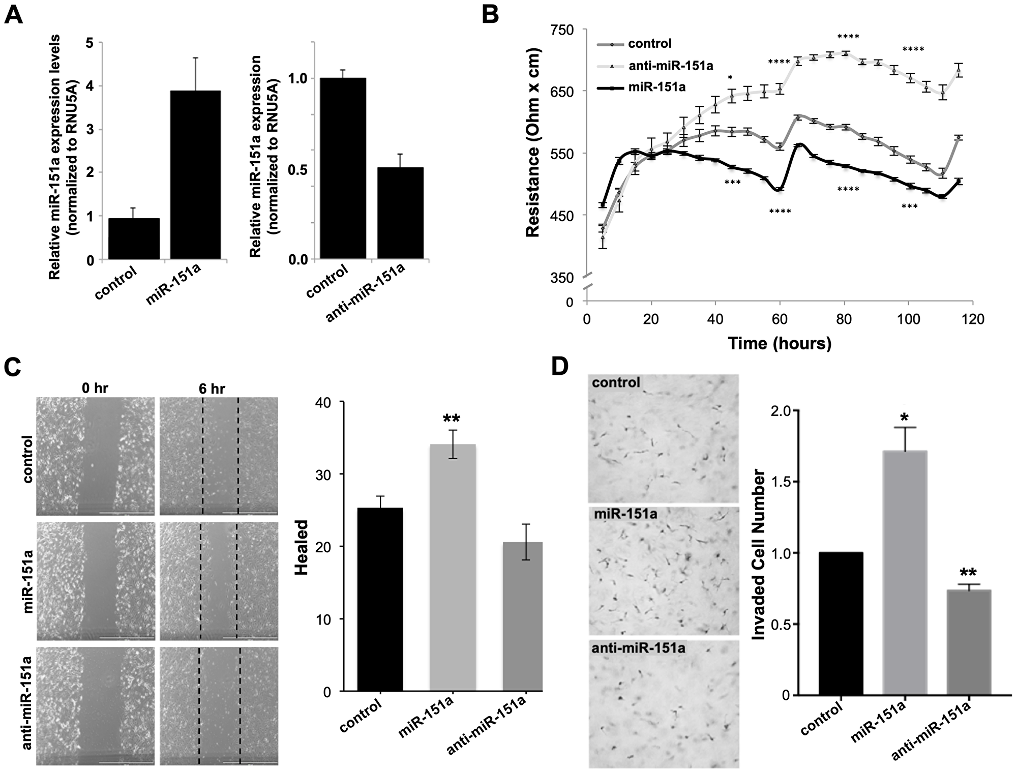 miR-151a decreases TEER and increases the motility potential of HUVEC cells