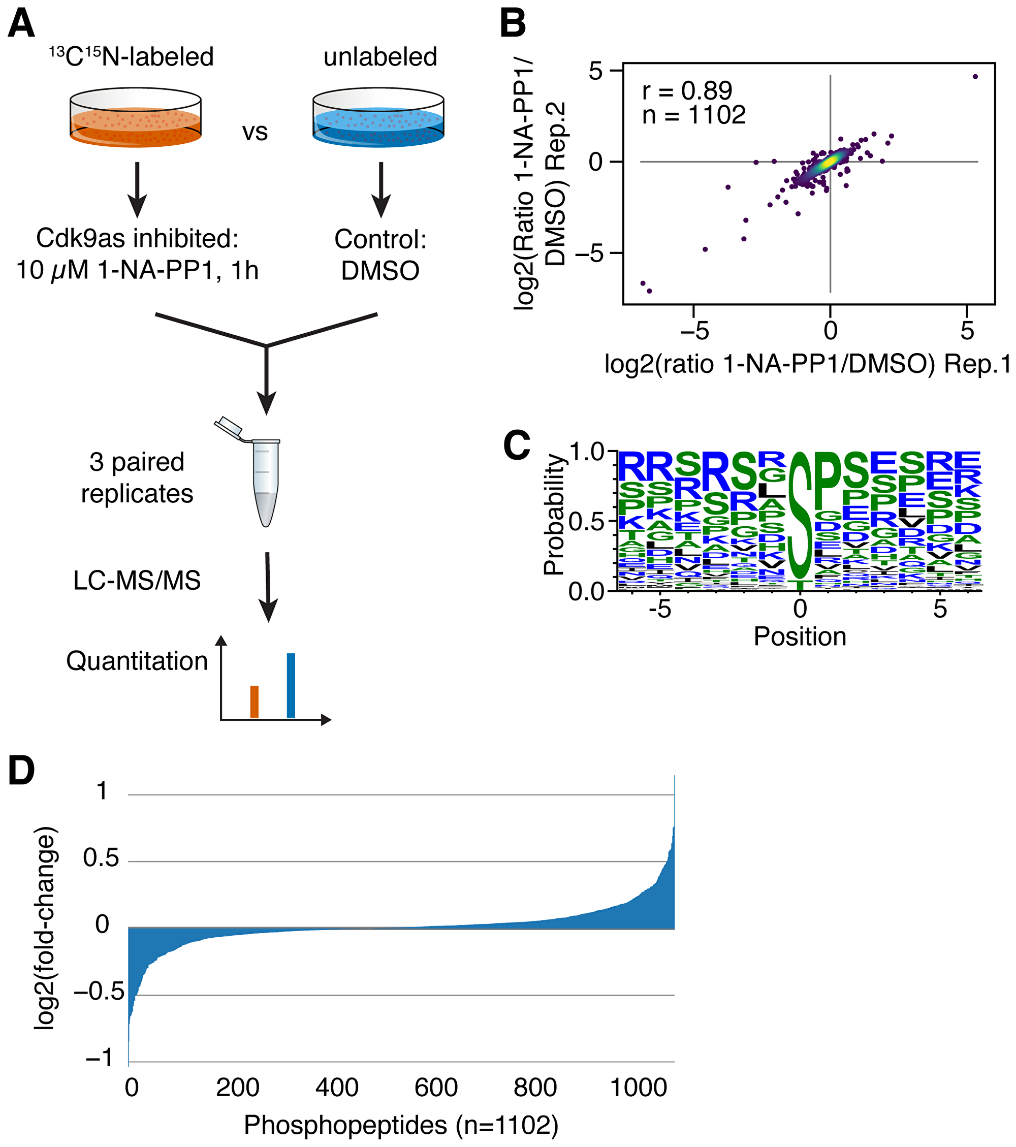 (A) Quantitative phosphoproteomics: Inhibition of analog-sensitive CDK9 was combined with SILAC mass spectrometry to quantitate protein phosphorylation. (B) Correlation of 1NA-PP1/DMSO ratios among replicates was determined (r = Spearman correlation coefficient). (C) Phosphosite motif analysis was performed with Weblogo. (D) Distribution of changes in phosphorylation of detected phosphopeptides.