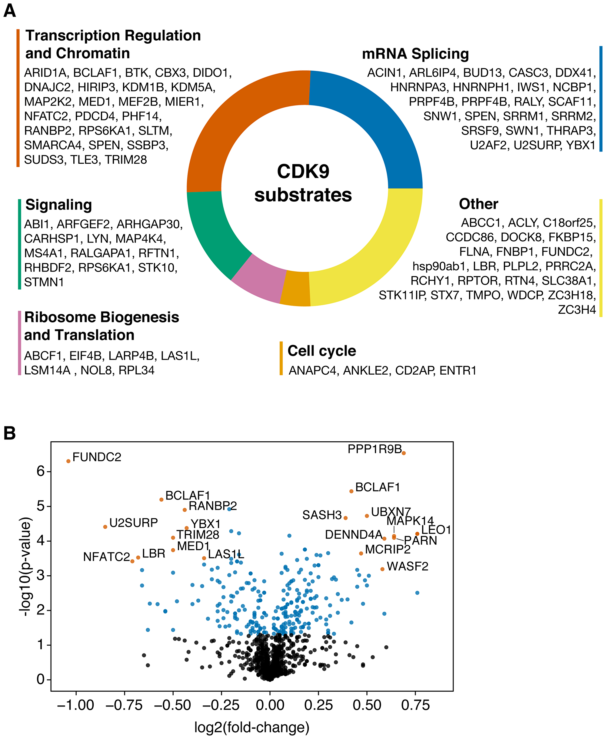 (A) Gene ontology analysis of CDK9 substrates. (B) Volcano plot showing the CDK9 phosphoproteome. Most significantly up- and downregulated (by p-value, log2 fold-change > 0.3) phosphopeptides are annotated.