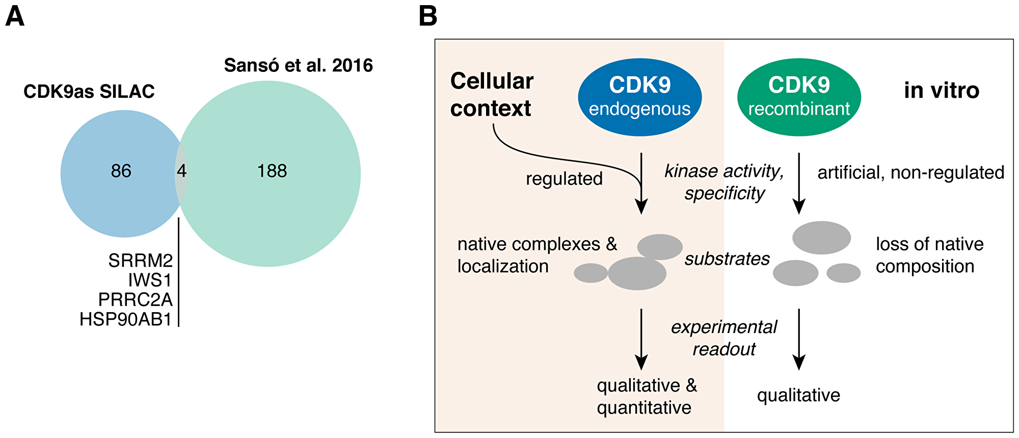 (A) Venn diagram depicting the overlap between cellular (this study, CDK9as SILAC) and in vitro (11) CDK9 substrates. (B) Model: The study of protein kinases and their substrates fundamentally differs when performed outside of cellular context.