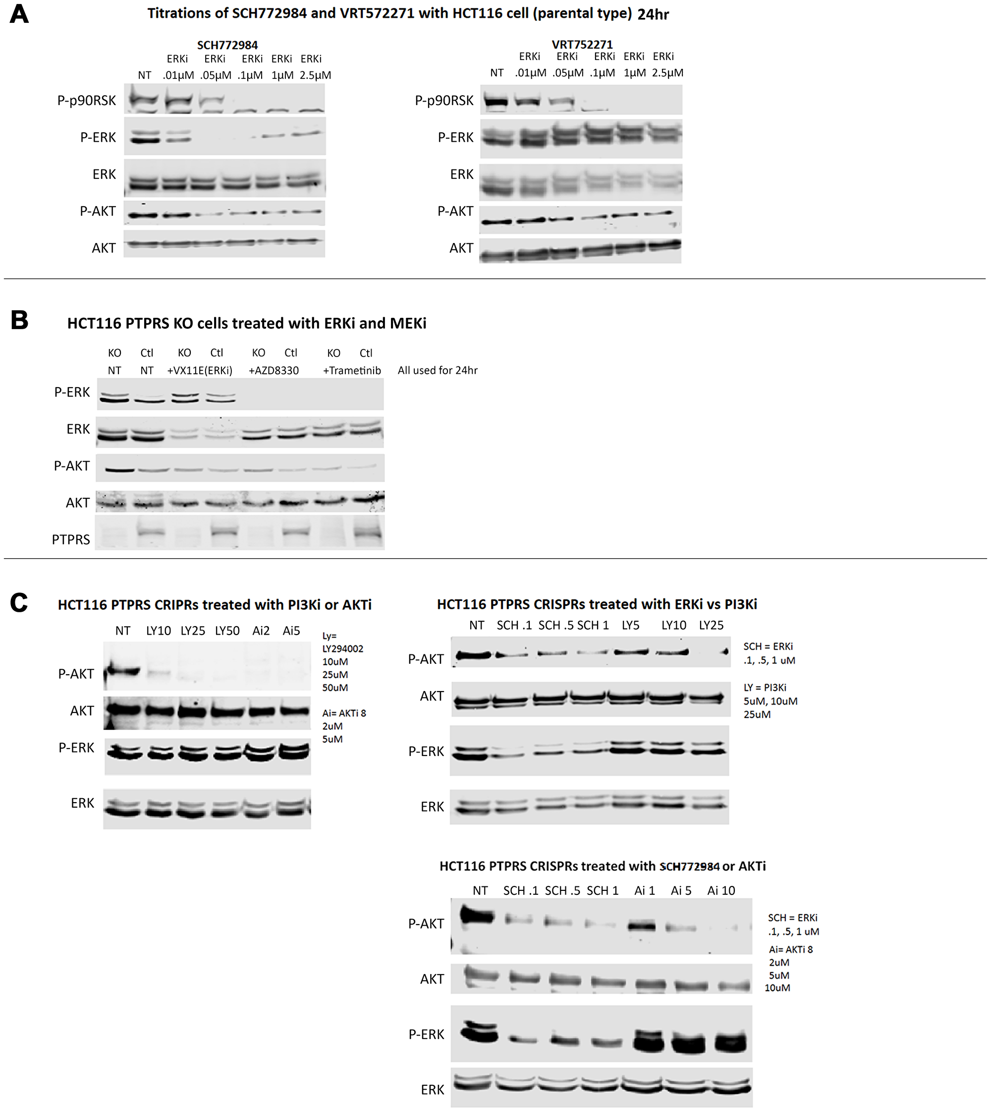 ERK and MEK inhibition decreased AKT-S473 phosphorylation but PI3K and AKT inhibition lacked effect on ERK phosphorylation