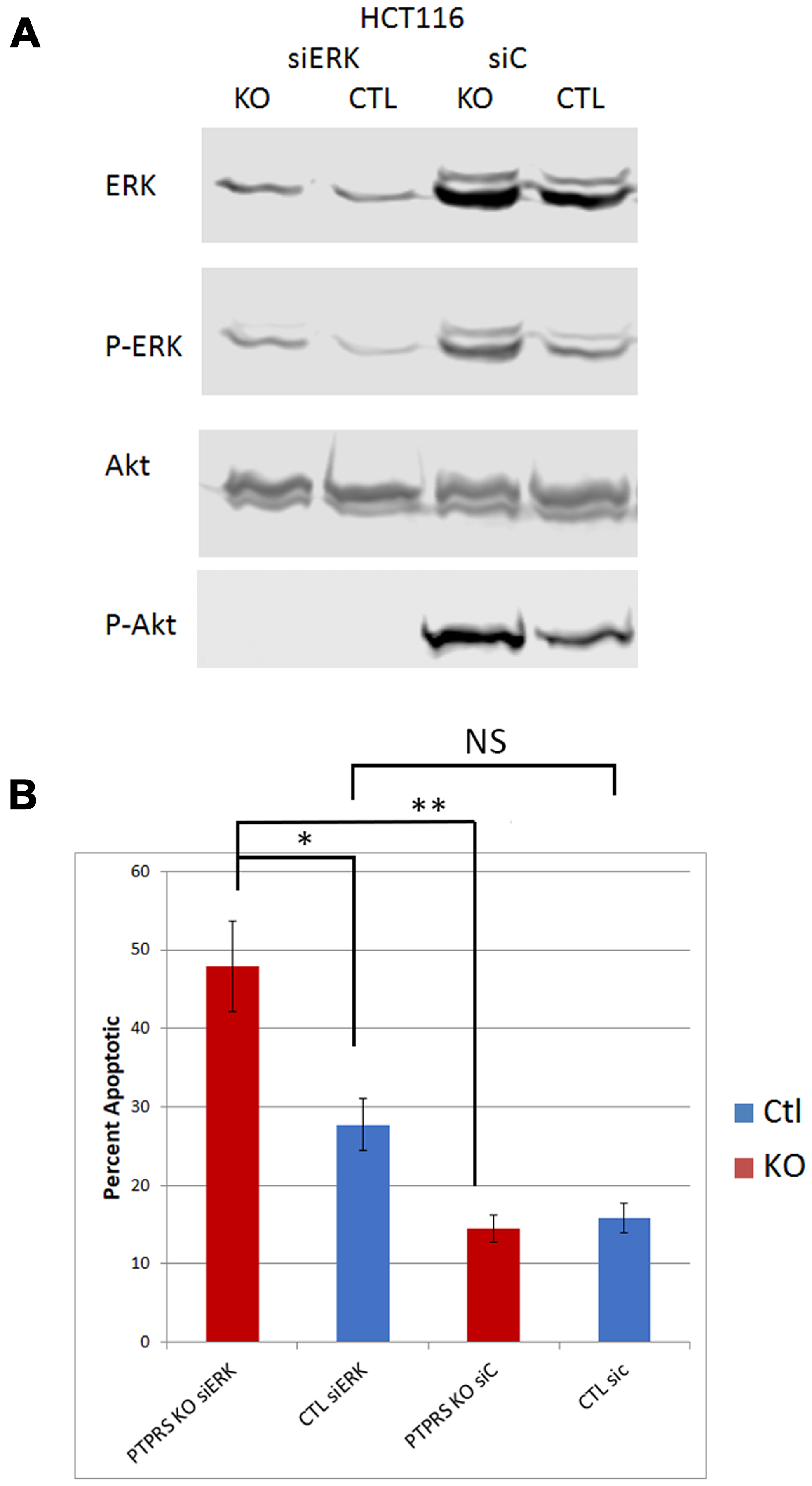 siRNA knockdown of ERK reduced phospho-AKT-S473