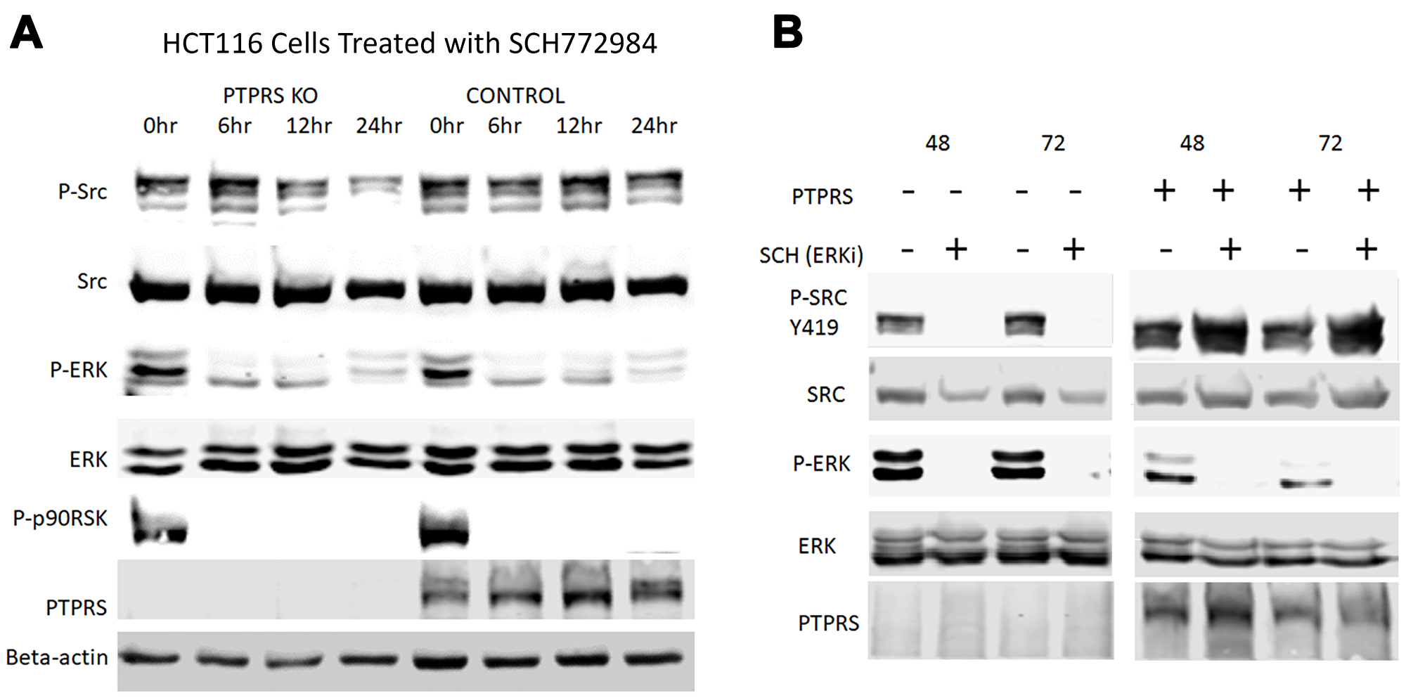 SRC activation in response to ERK inhibition is PTPRS dependent