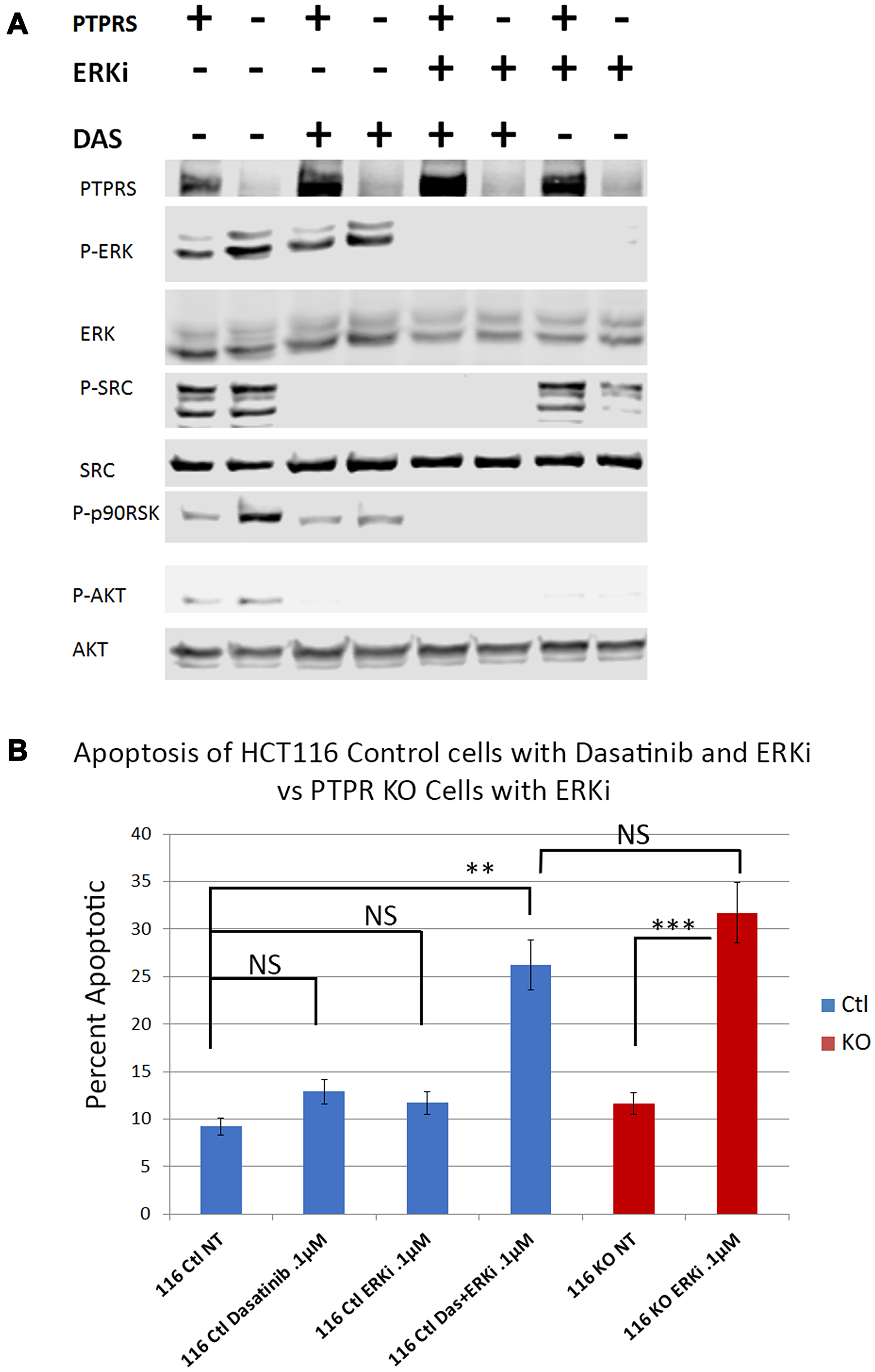 Dasatinib treatments increased apoptotic response to ERK inhibition in HCT116 cells