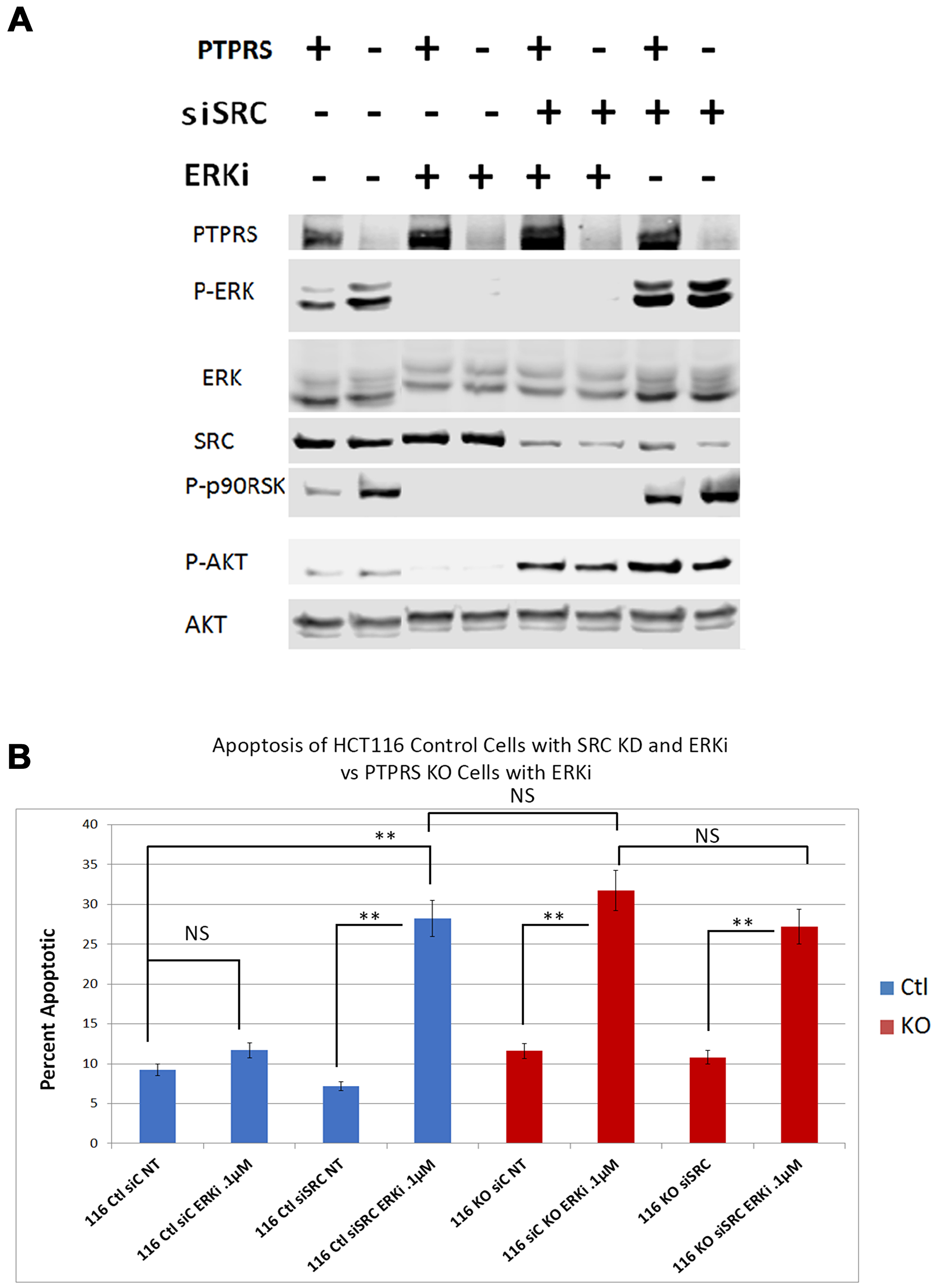 siRNA knockdown of SRC increased apoptotic response to ERK inhibition