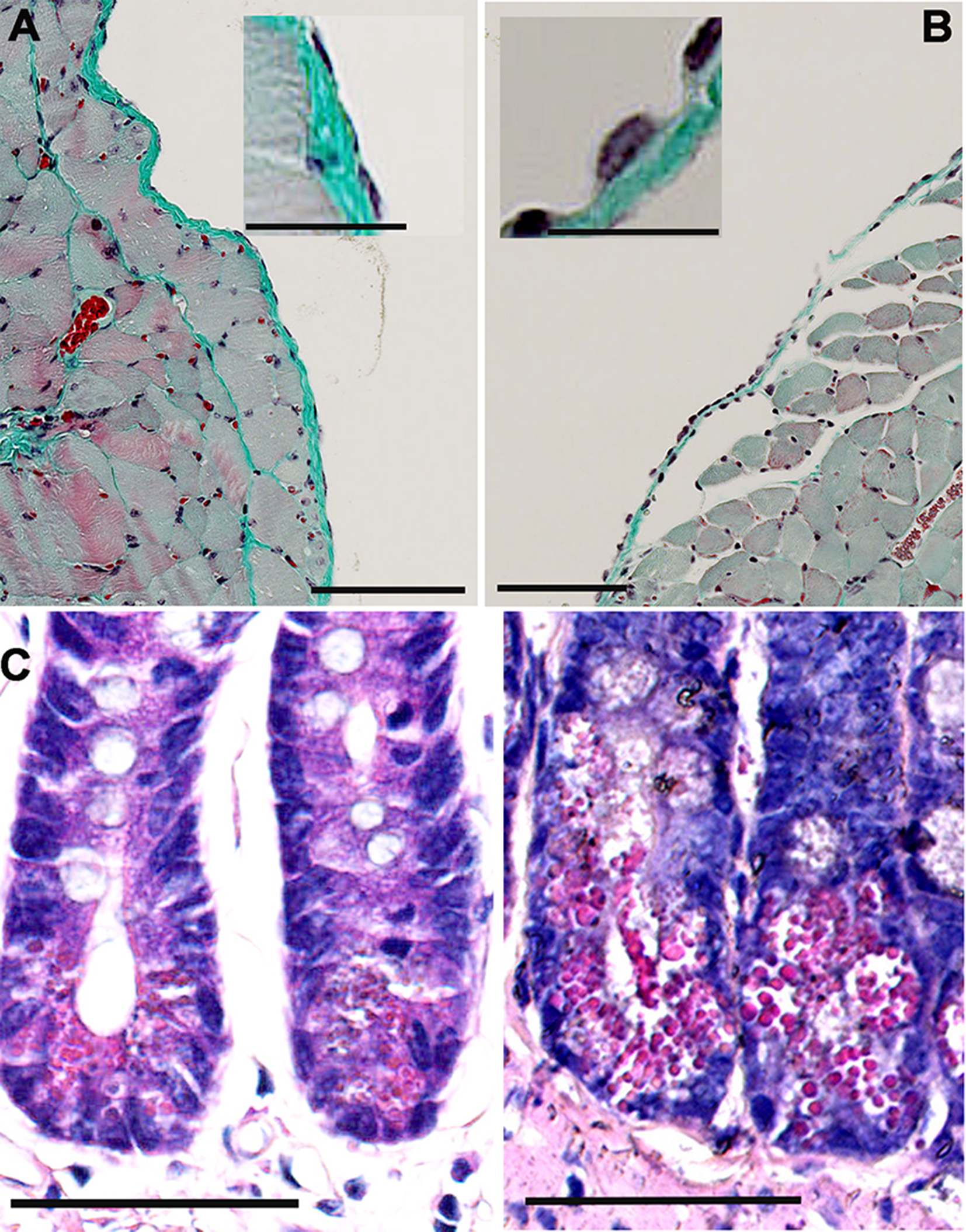 Histopathological analyses of FCF-treated mice
